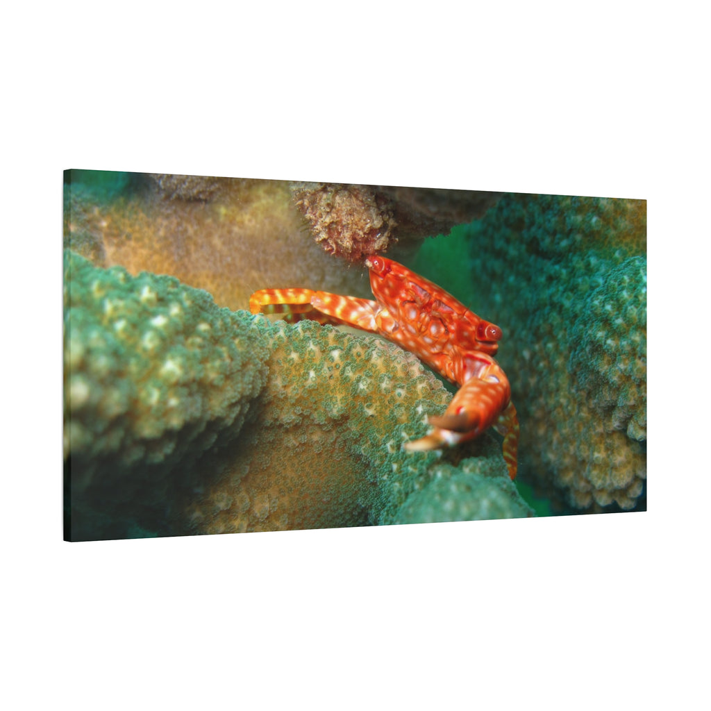 Coral Reef Crab Matte Canvas Print — Underwater Marine Wall Art