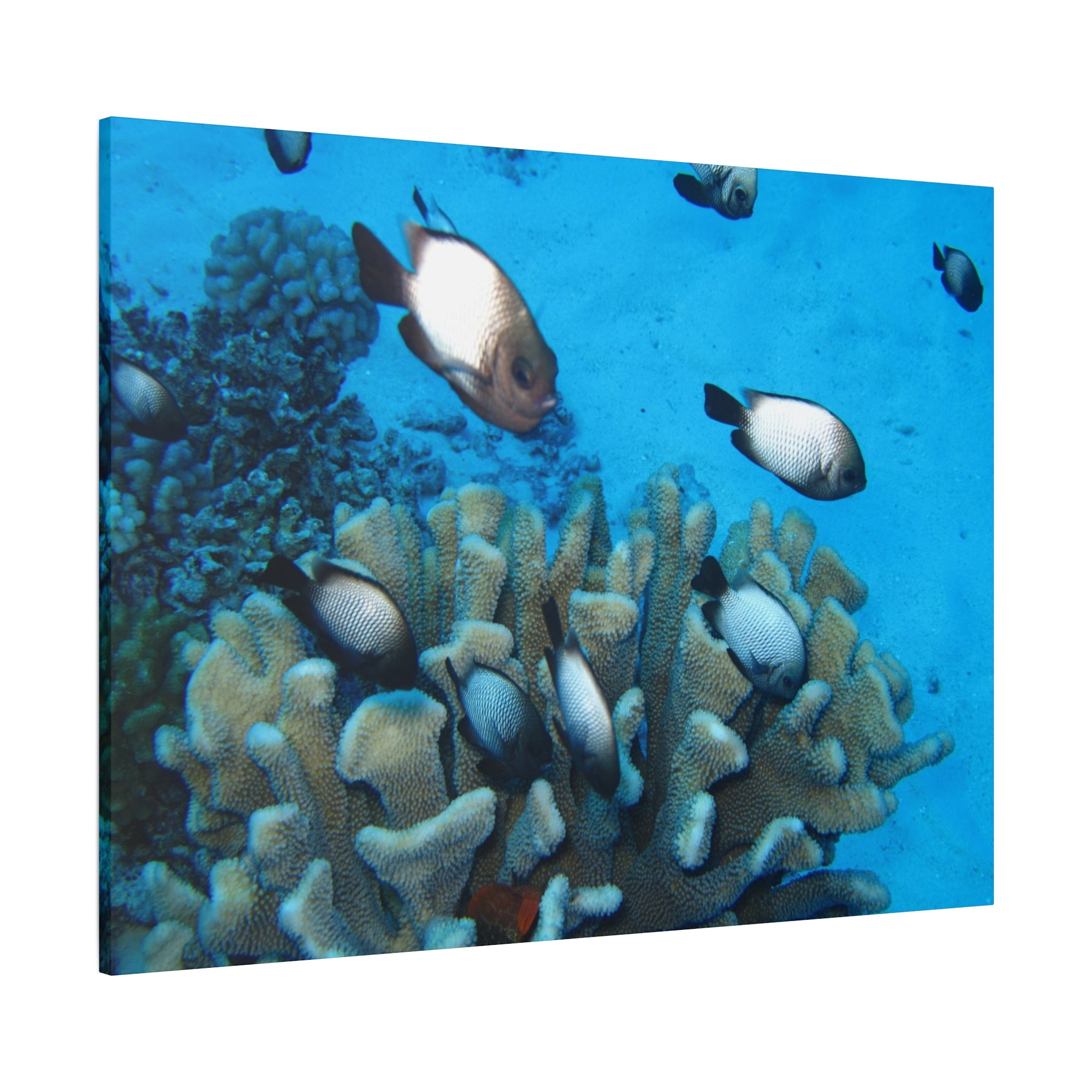 Underwater Coral Reef Canvas Wall Art — Tropical Fish Matte Stretched Canvas