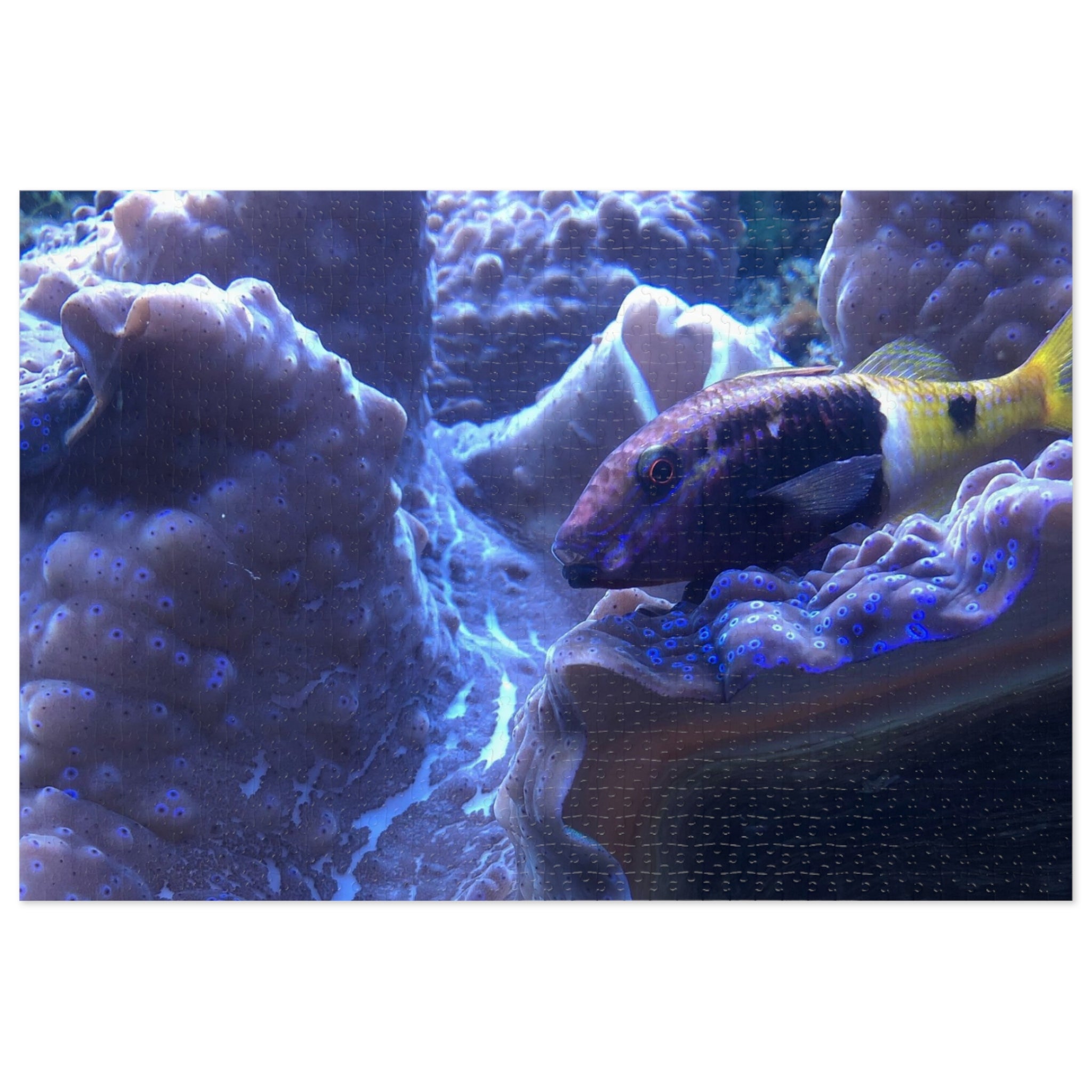 Giant Clam Reef Puzzle — Colorful Jigsaw Puzzle with Tin