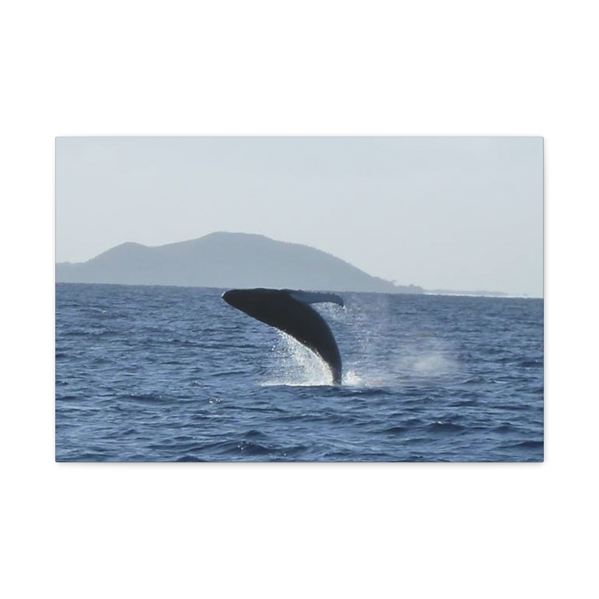 Humpback Whale Breach Matte Canvas Wall Art