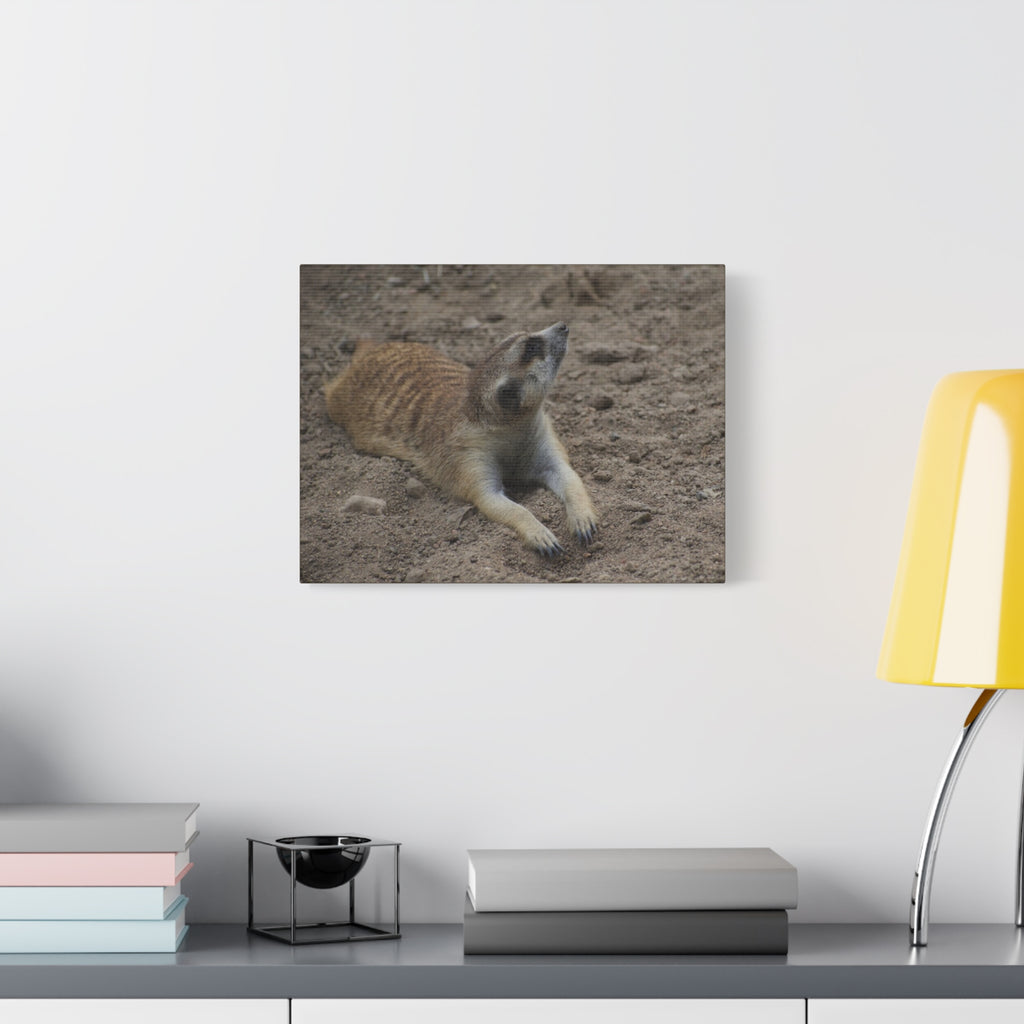 Meerkat Stretch Canvas Wall Art – Relaxed Desert Wildlife Print