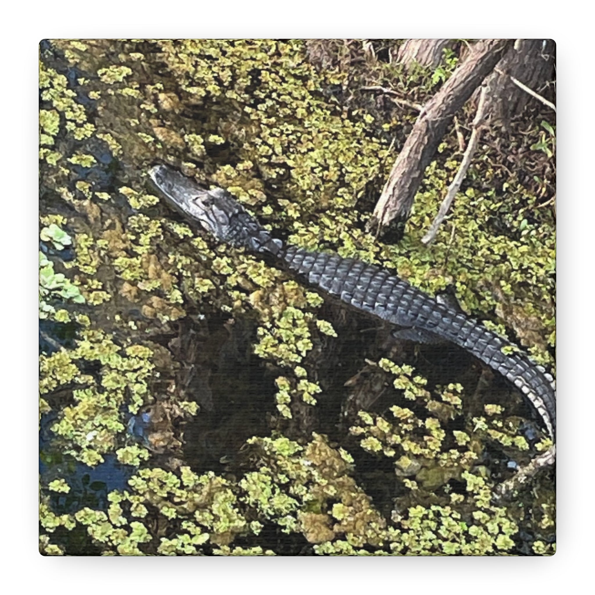 Alligator Photography Canvas Print — Matte Stretched Wall Art