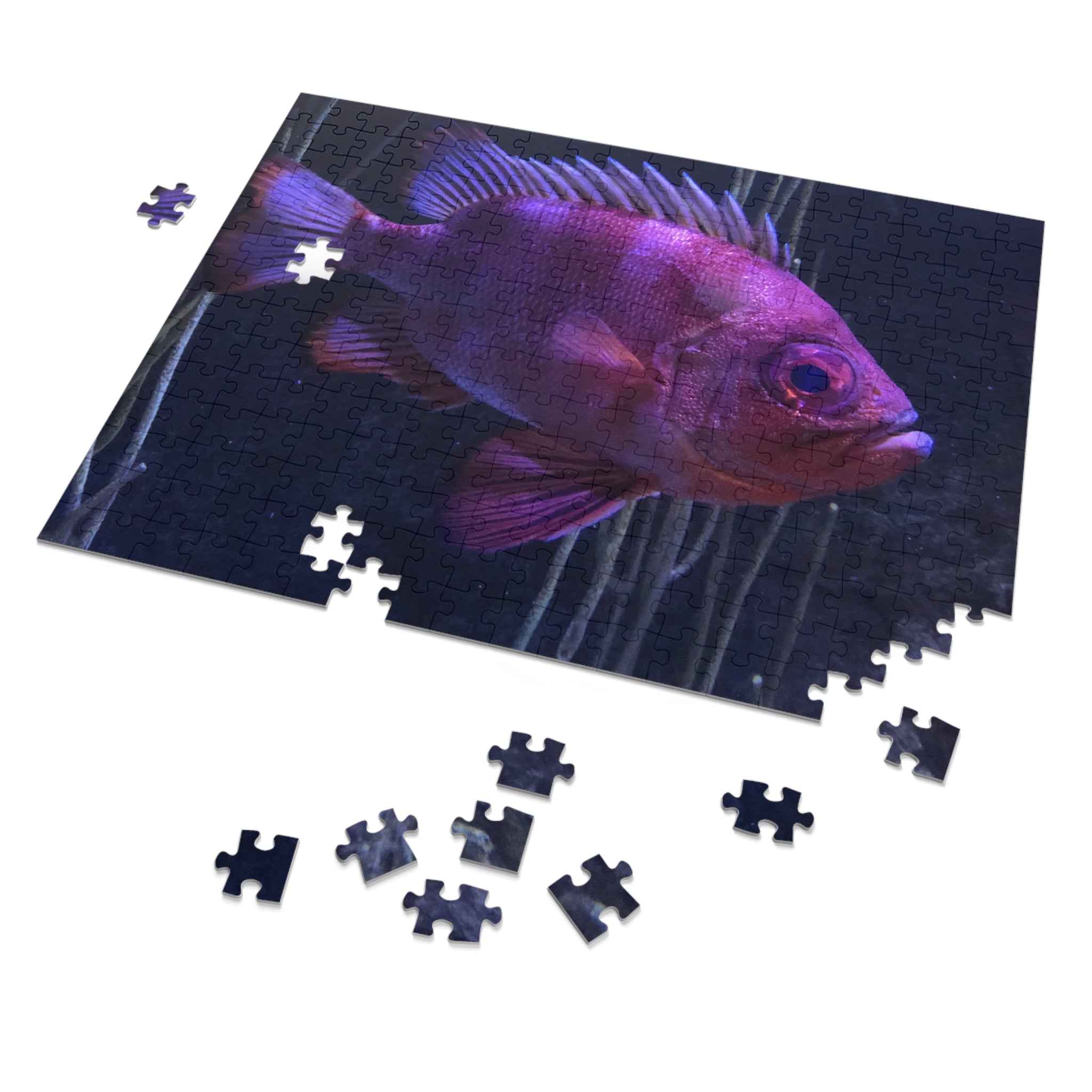 Popeye Catalufa Jigsaw Puzzle — Fish Puzzle with Tin Gift Box
