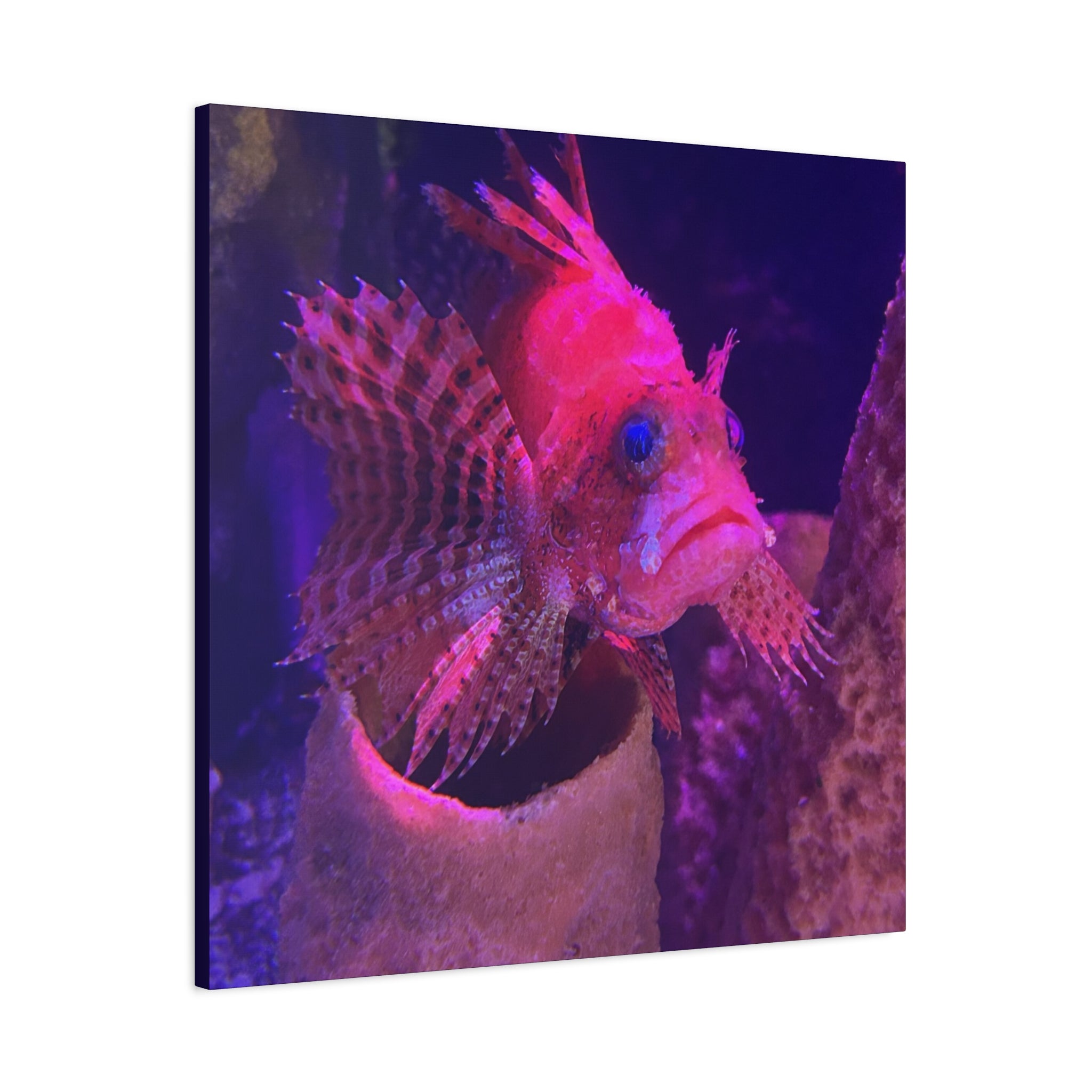 Fuzzy Dwarf Lionfish Canvas Print — Vibrant Marine Wall Art (1.25" Stretched)