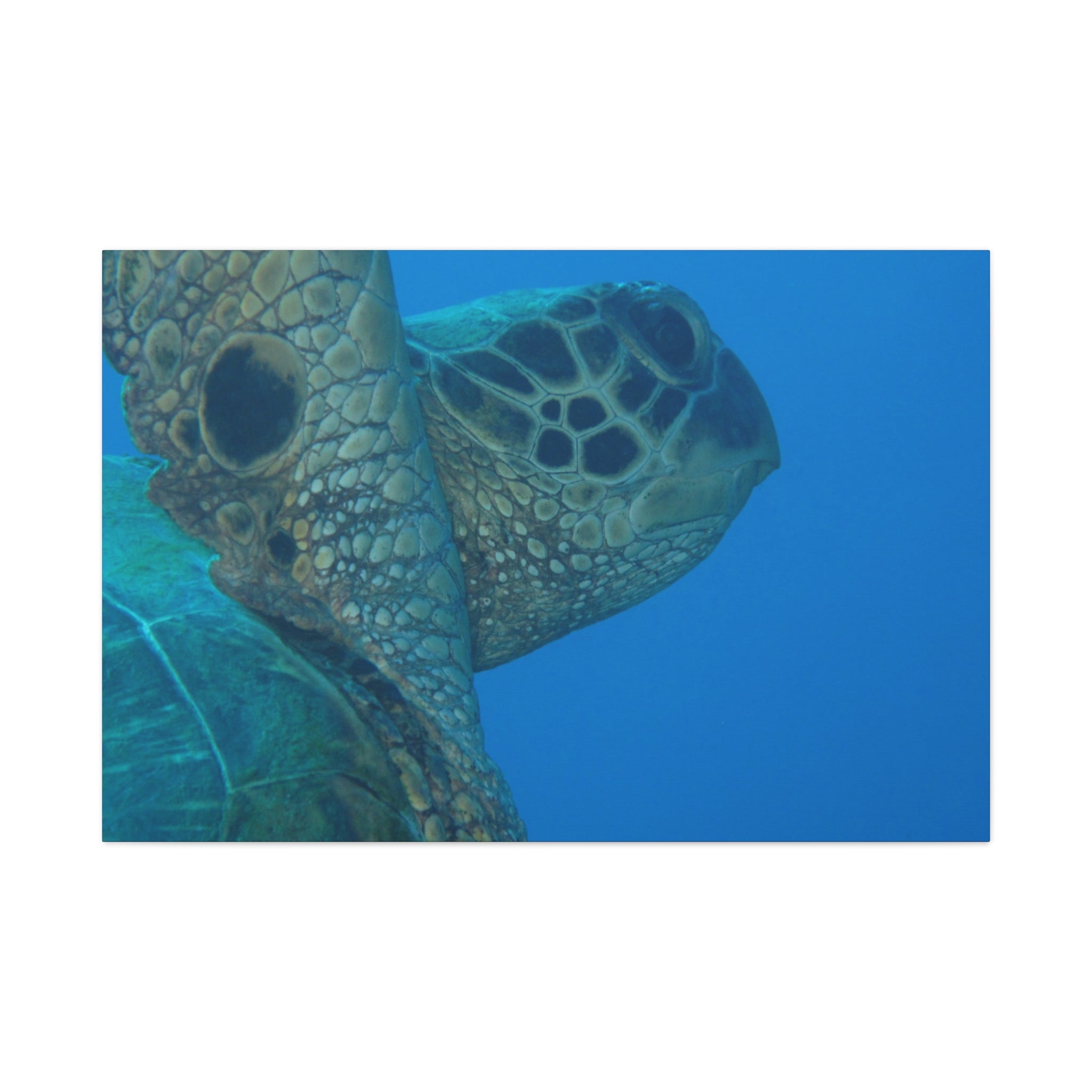 Green Sea Turtle Wall Canvas — Matte Stretched Ocean Photography Art
