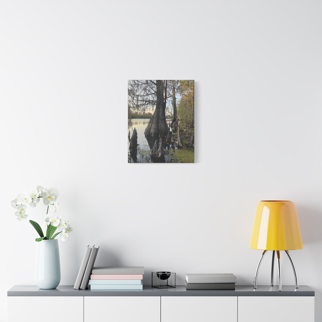 Swamp Matte Stretched Canvas