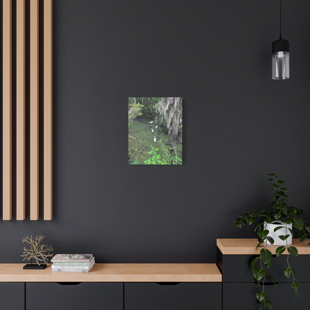Swamp Egrets Canvas Print — Matte Stretched Nature Wall Art