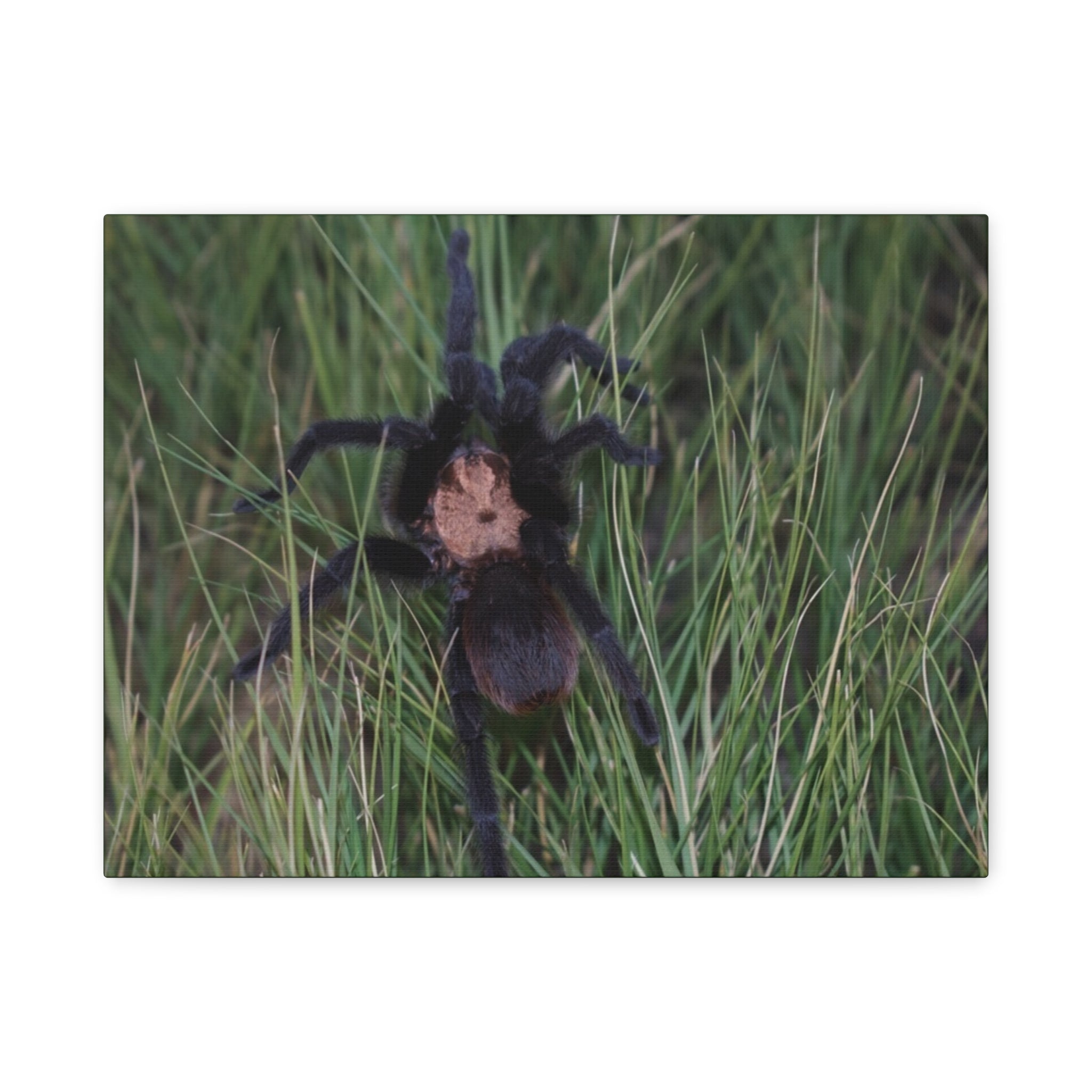 Roaming Tarantula Wall Art Canvas - Realistic Spider Photography on Matte Stretched Canvas