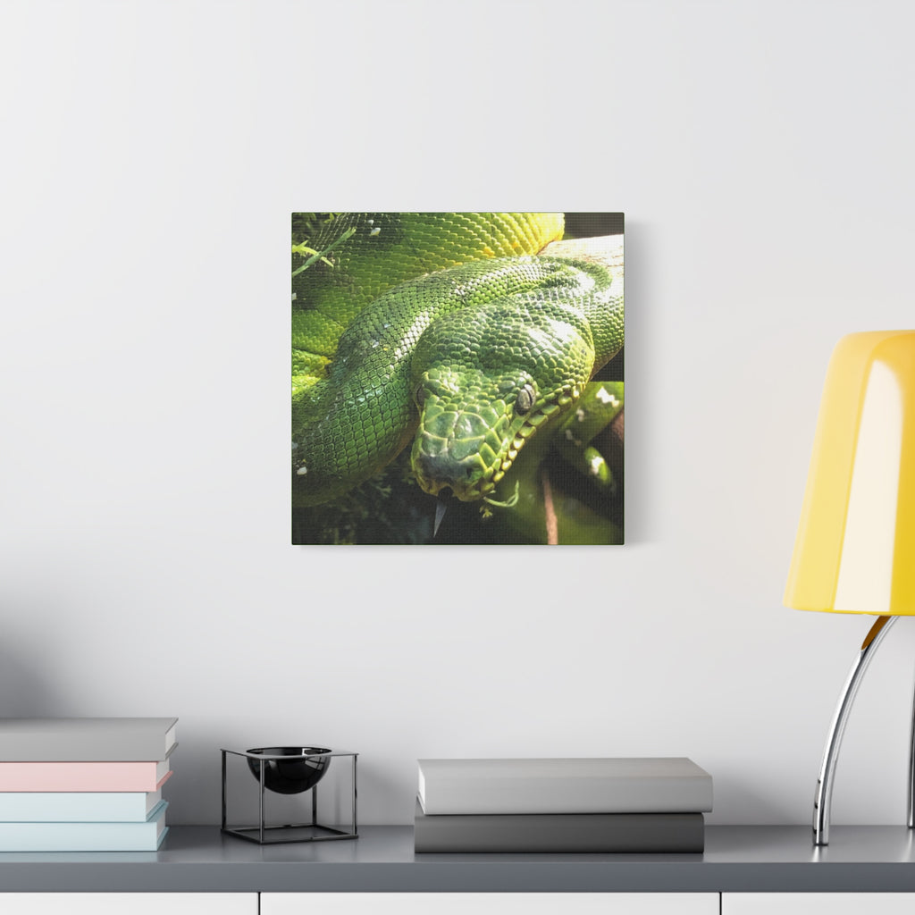 Green Tree Python Canvas Print — Tropical Snake Wall Art (Matte Stretched)