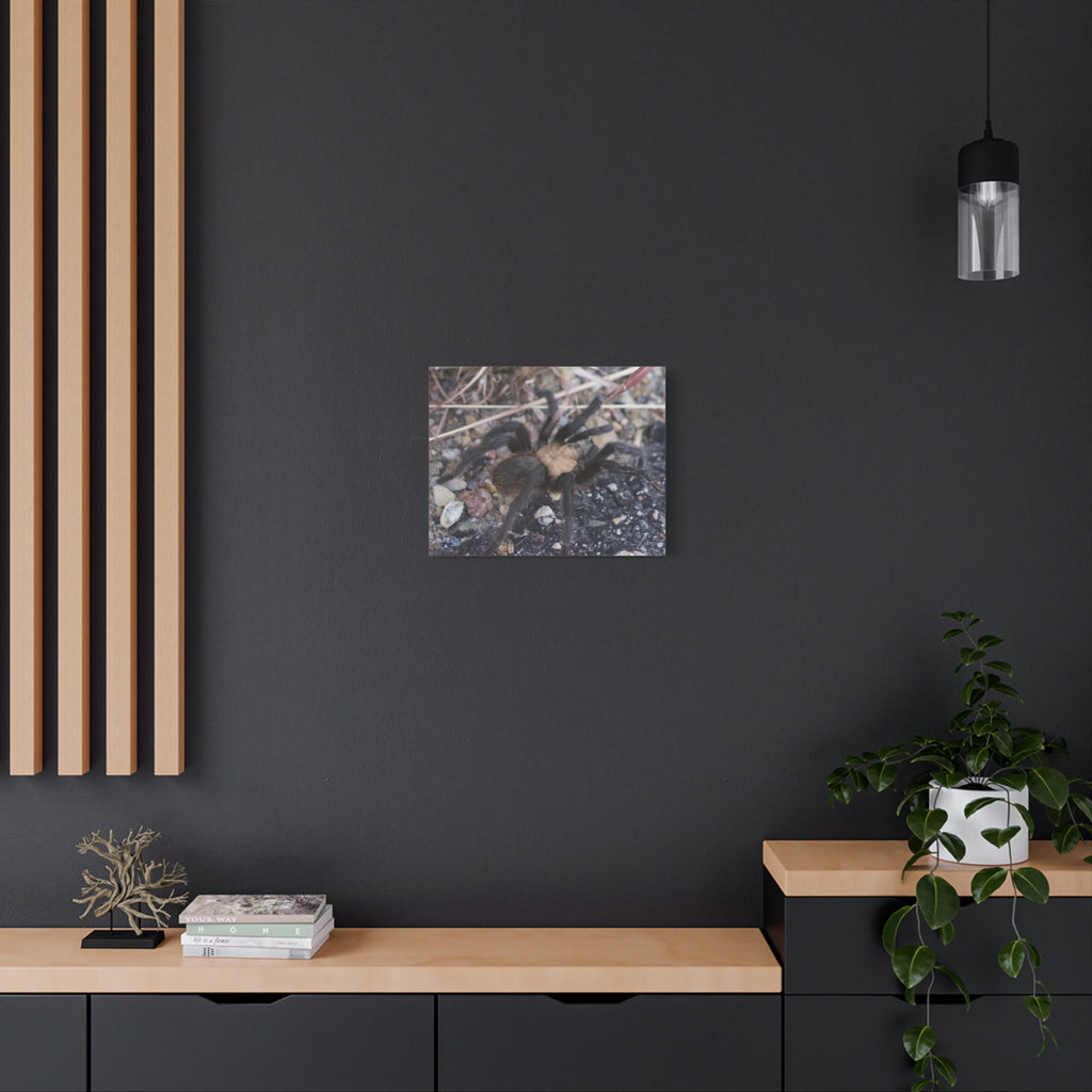 Tarantula Canvas Print — Matte Stretched Wall Art