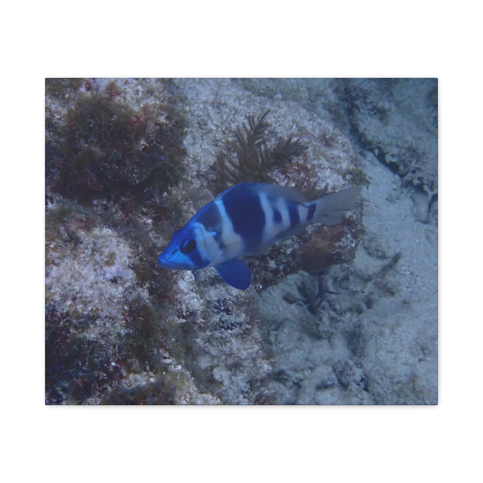 Indigo Hamlet Canvas Print — Underwater Matte Stretched Wall Art