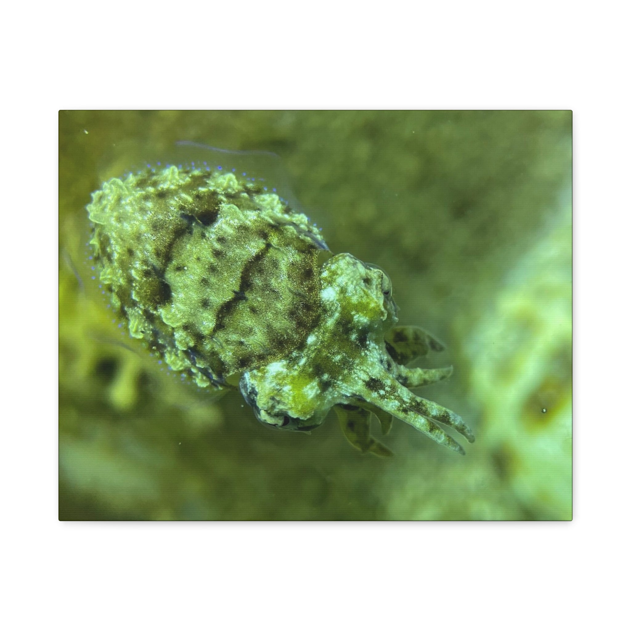 Dwarf Cuttlefish Canvas Print — Matte Stretched Sea Life Wall Art