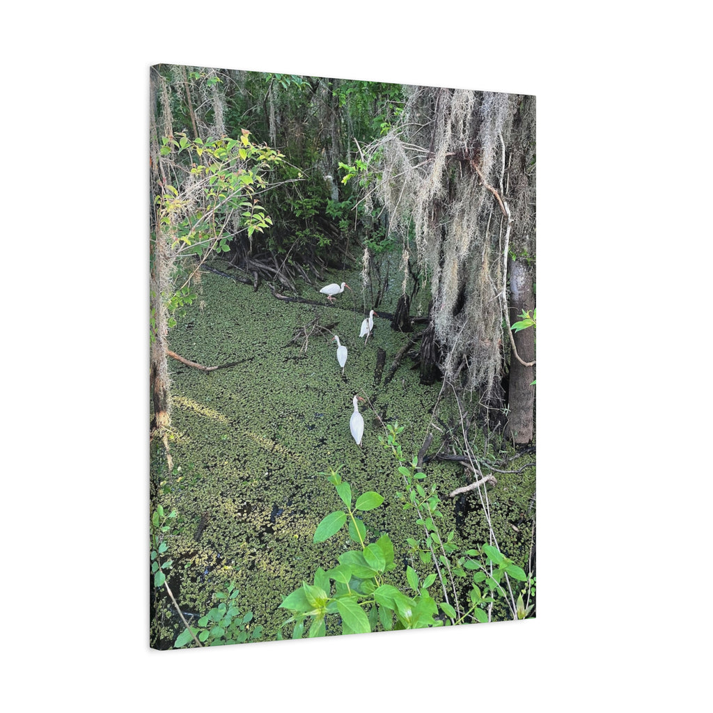 Swamp Egrets Canvas Print — Matte Stretched Nature Wall Art