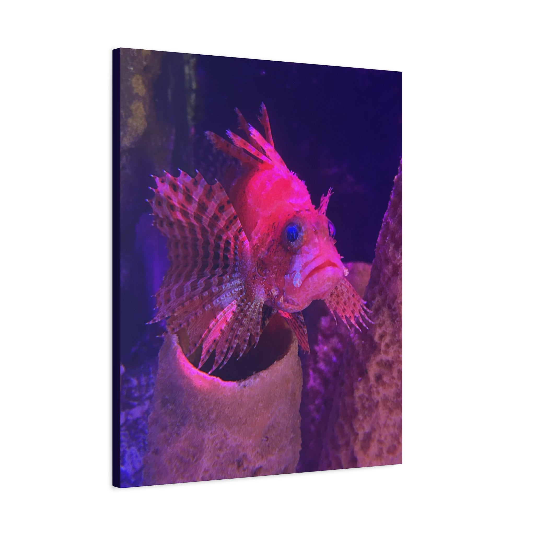 Fuzzy Dwarf Lionfish Canvas Print — Vibrant Marine Wall Art (1.25" Stretched)