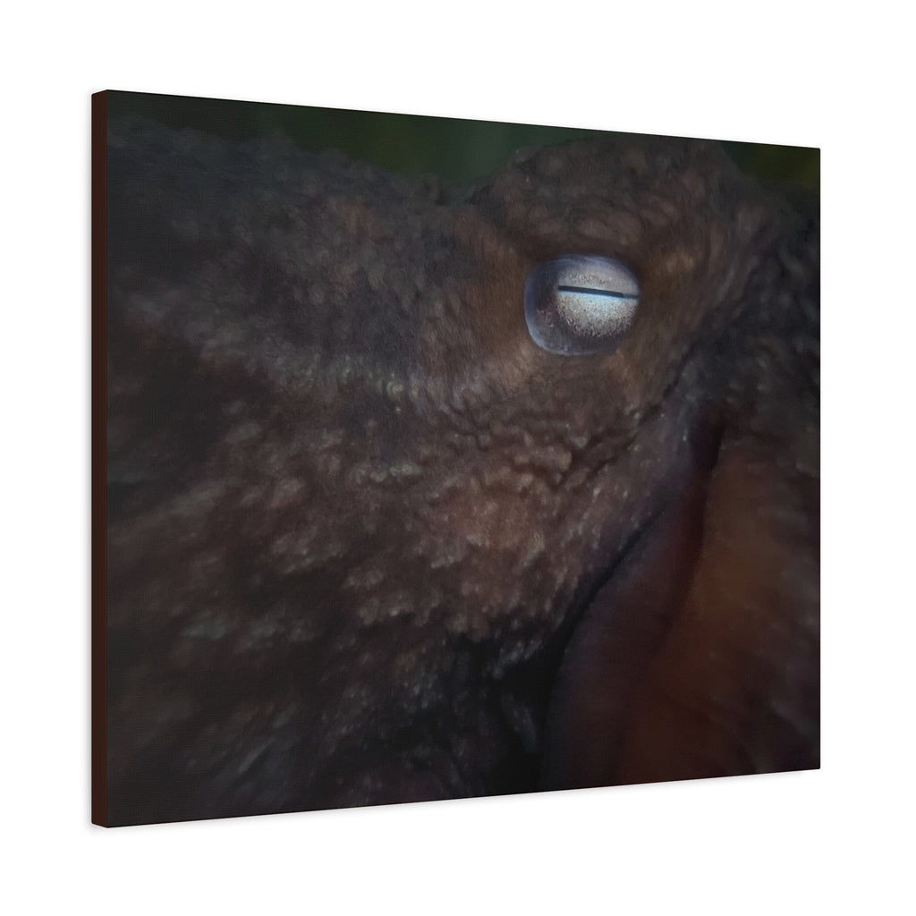 Octopus Eye Matte Canvas Print — Deep Sea Photography Wall Art