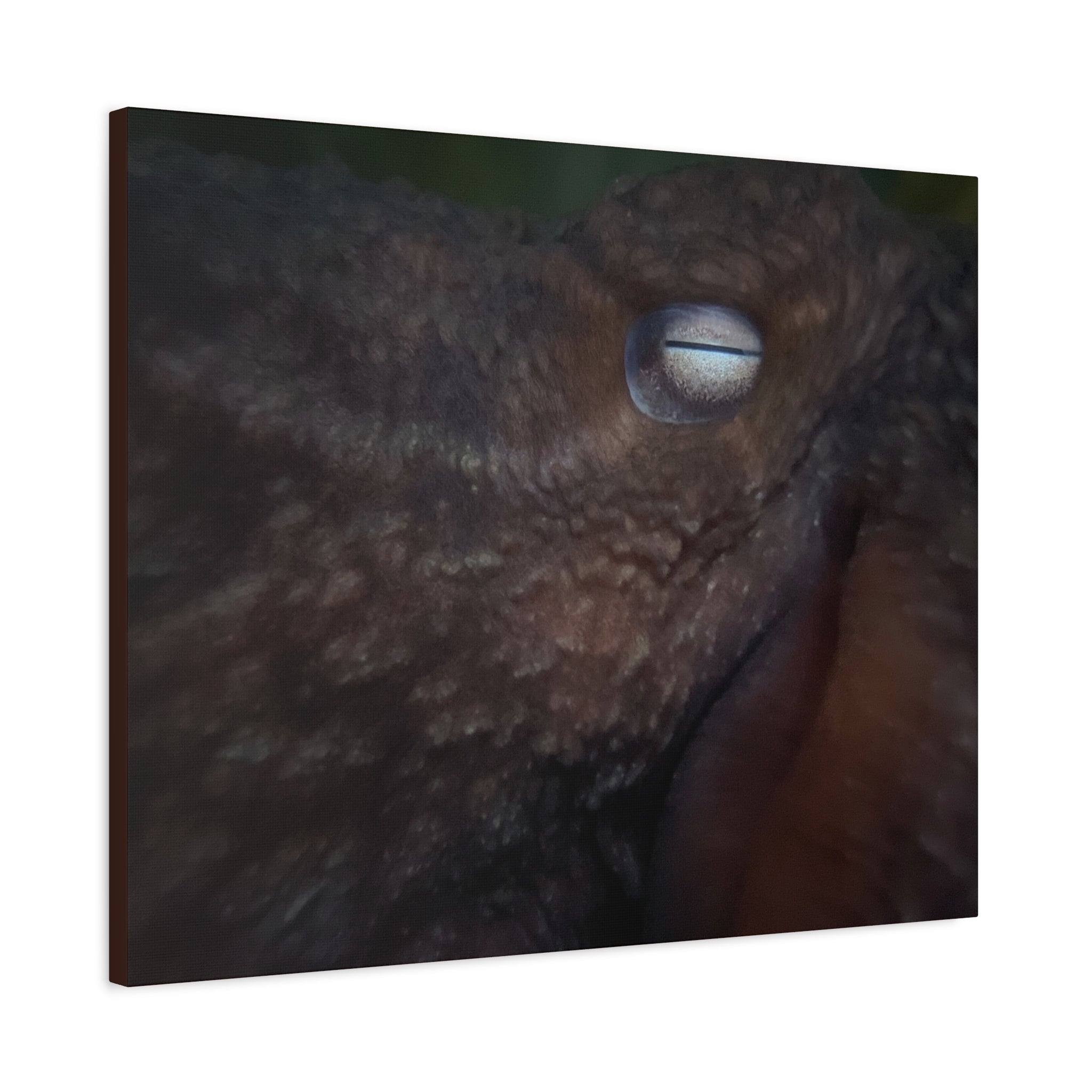 Octopus Eye Matte Canvas Print — Deep Sea Photography Wall Art