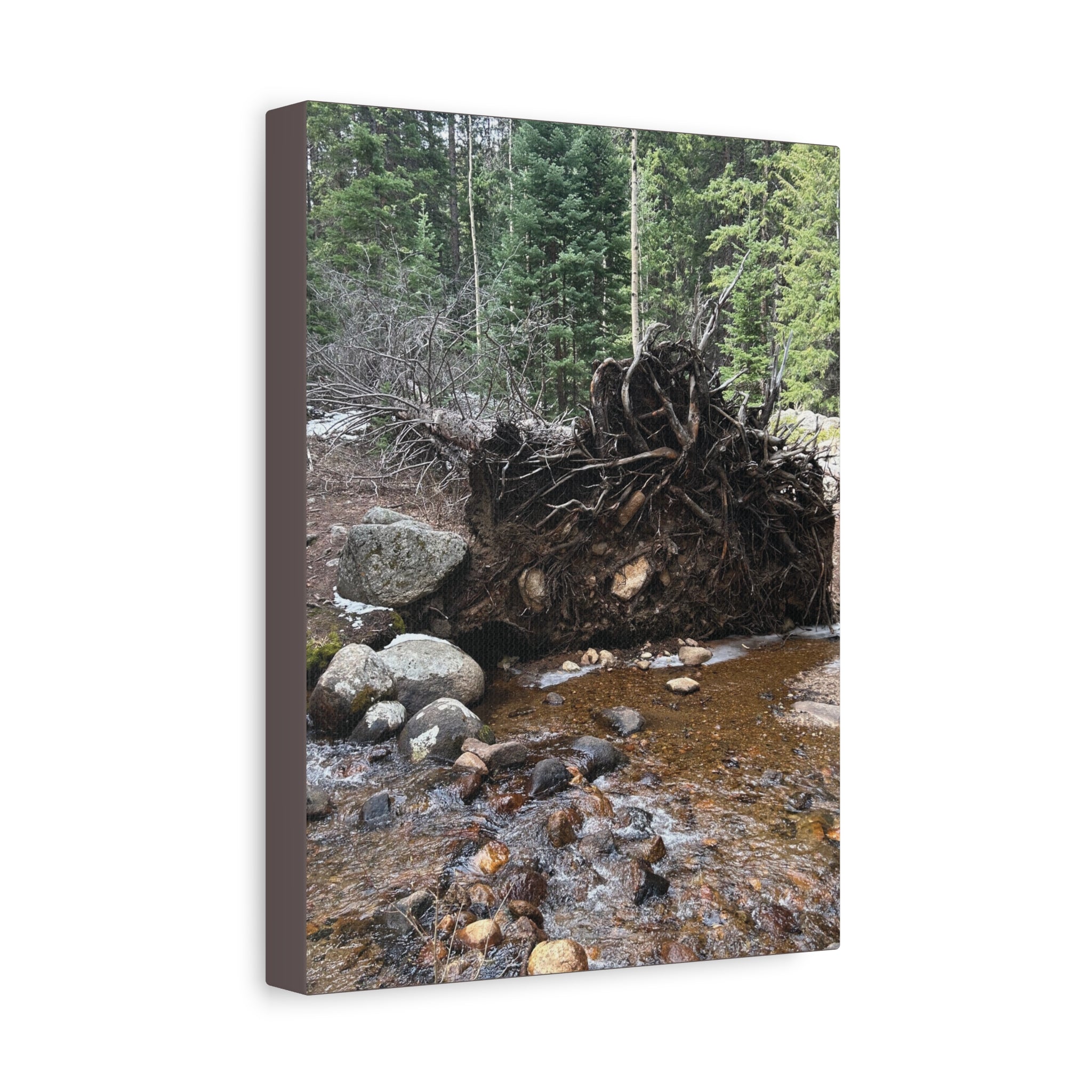 Riverbank Forest Canvas Print – Matte Stretched Wall Art (1.25")