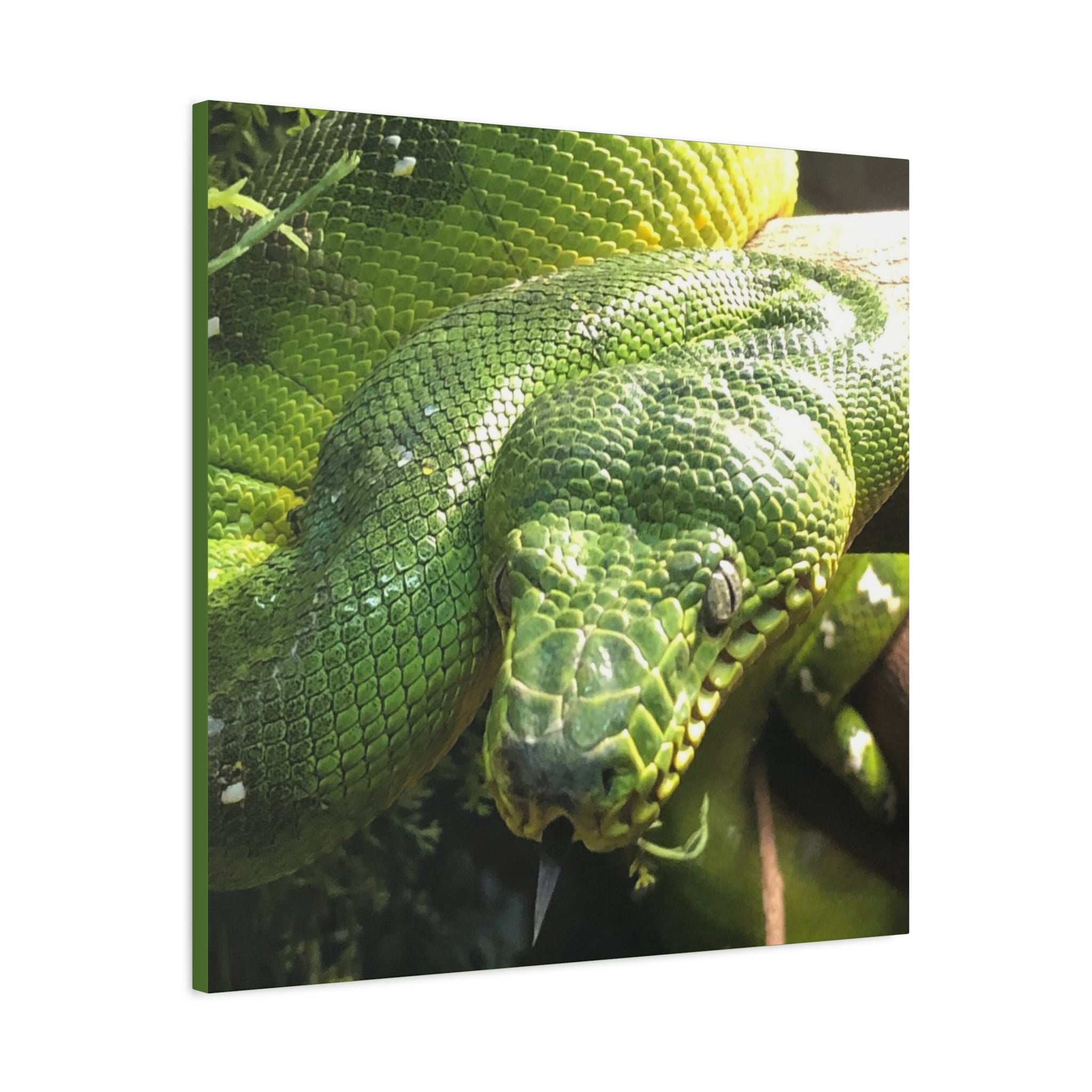 Green Tree Python Canvas Print — Tropical Snake Wall Art (Matte Stretched)
