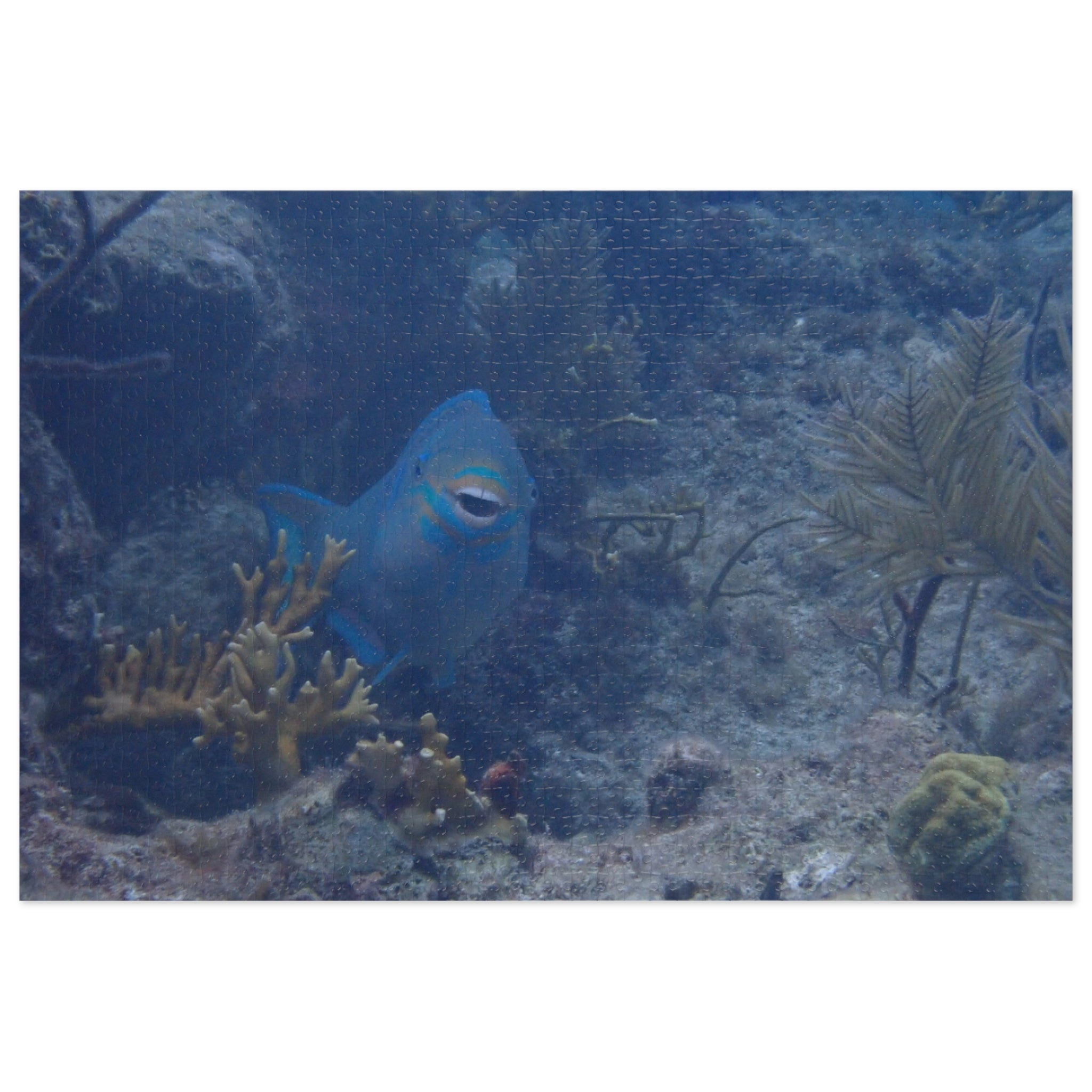Smiling Parrotfish Jigsaw Puzzle with Tin – Ocean Reef Puzzle Gift