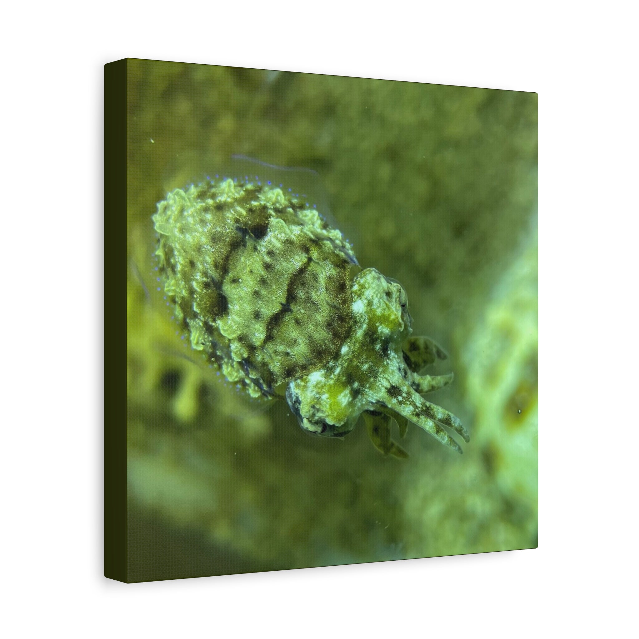 Dwarf Cuttlefish Canvas Print — Matte Stretched Sea Life Wall Art
