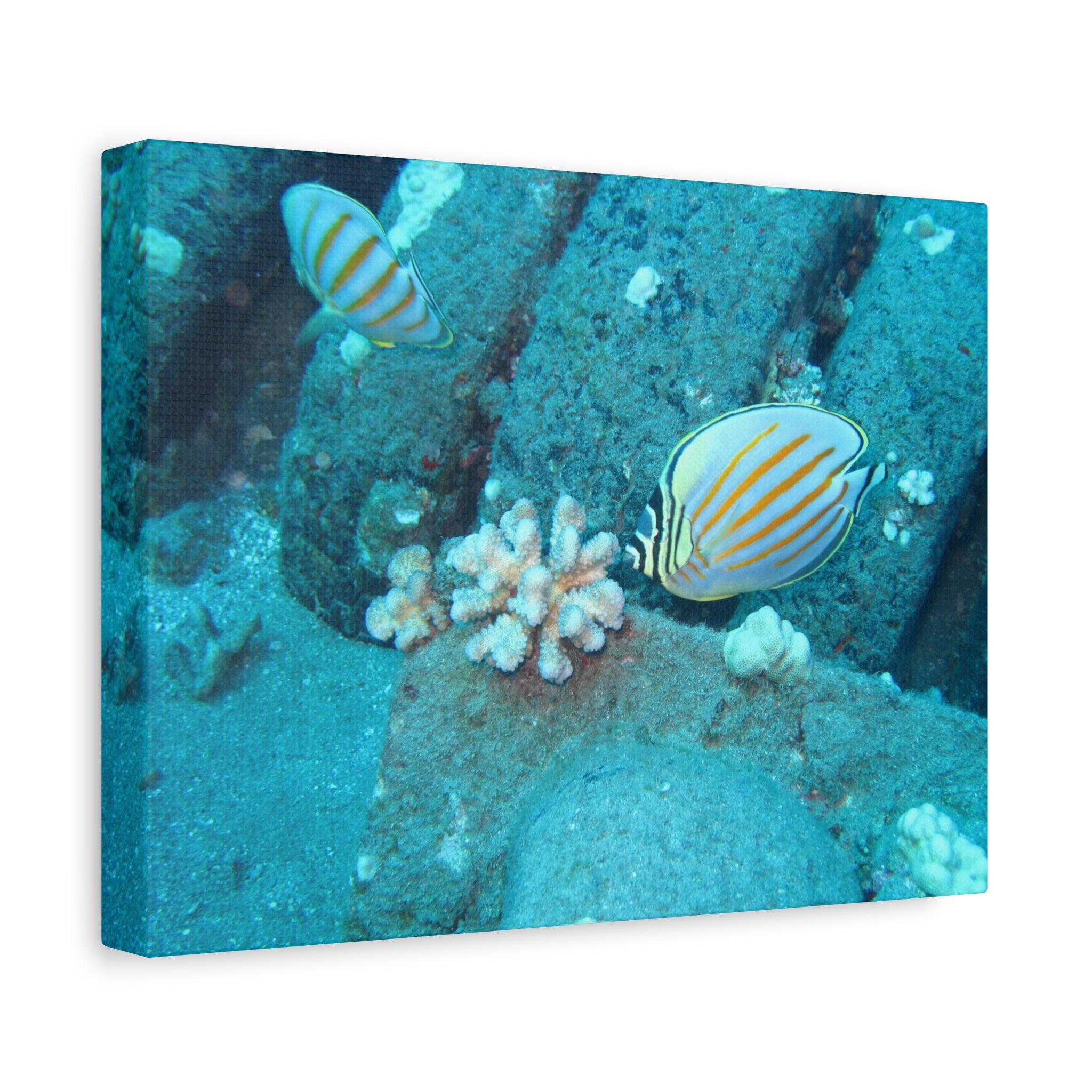 Tropical Butterflyfish Canvas Print — Underwater Coral Reef Wall Art