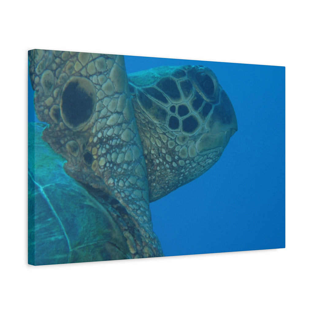 Green Sea Turtle Wall Canvas — Matte Stretched Ocean Photography Art