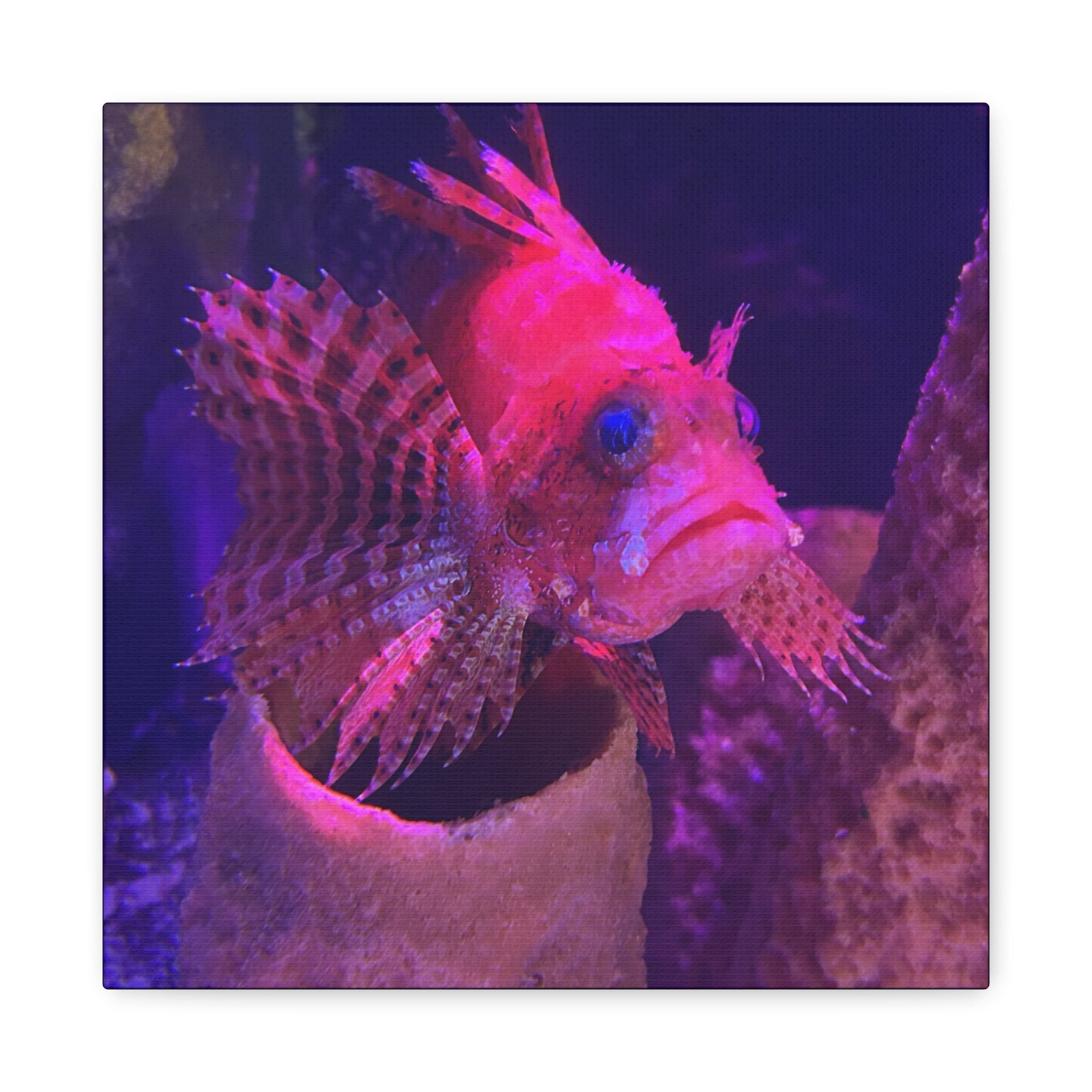 Fuzzy Dwarf Lionfish Canvas Print — Vibrant Marine Wall Art (1.25" Stretched)