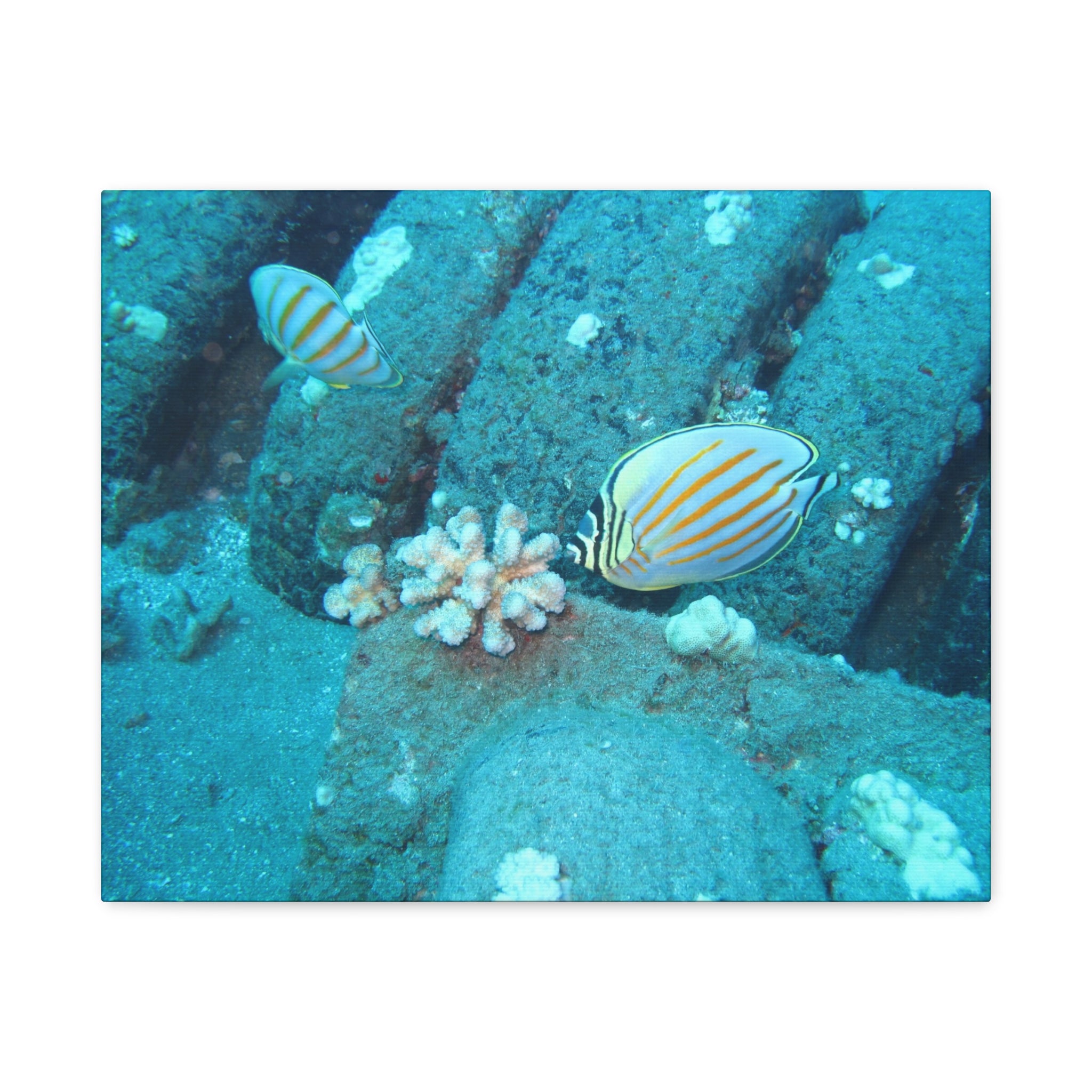 Tropical Butterflyfish Canvas Print — Underwater Coral Reef Wall Art