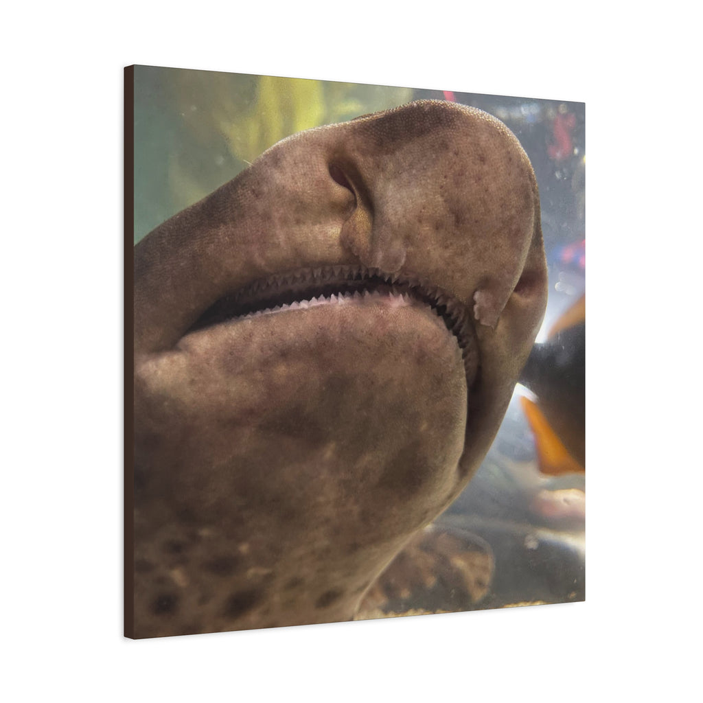Swell Shark Close-Up Matte Canvas Print — Stretched 1.25" Wall Art