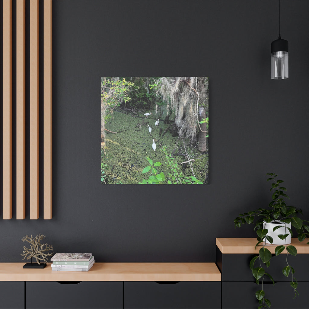 Swamp Egrets Canvas Print — Matte Stretched Nature Wall Art