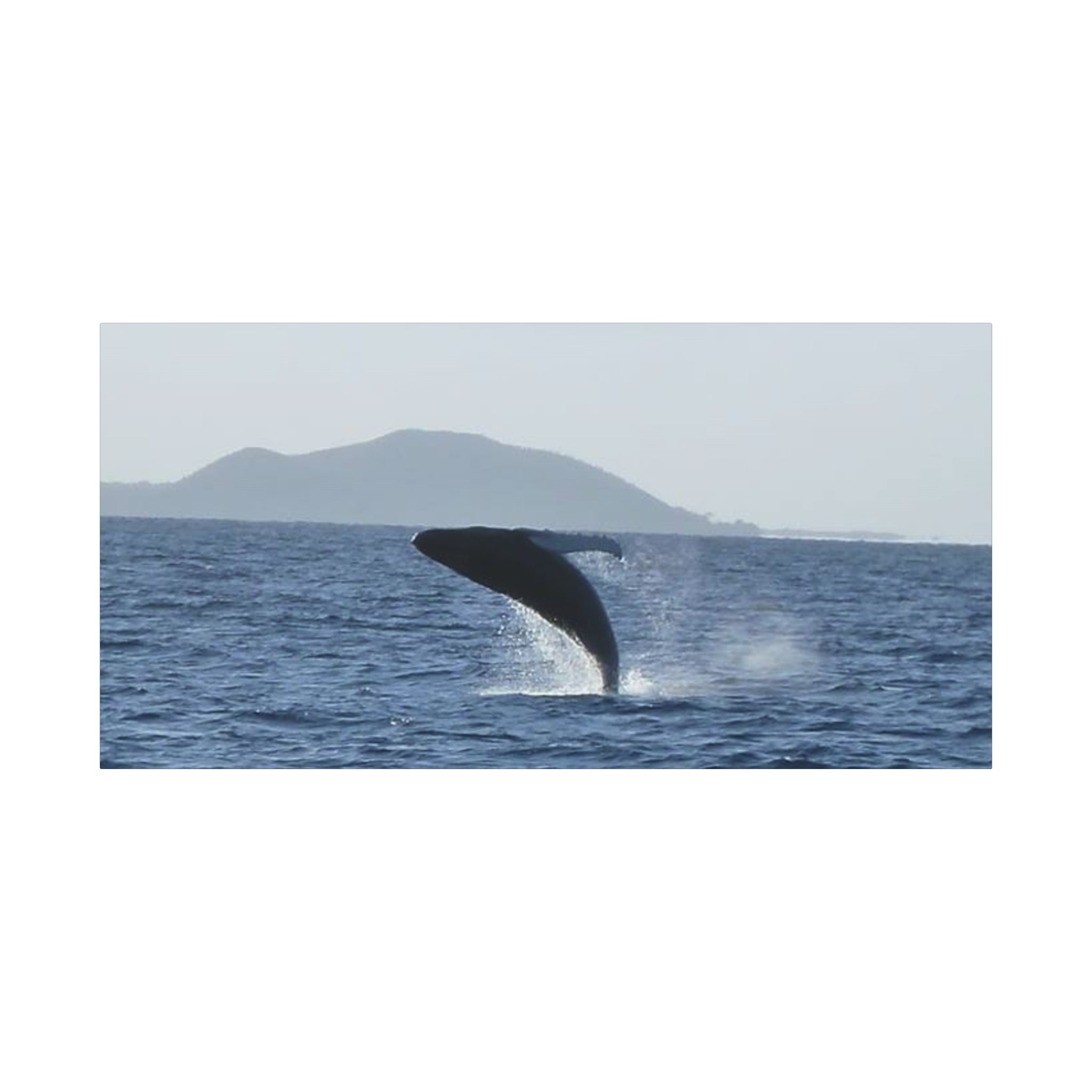 Humpback Whale Breach Matte Canvas Wall Art
