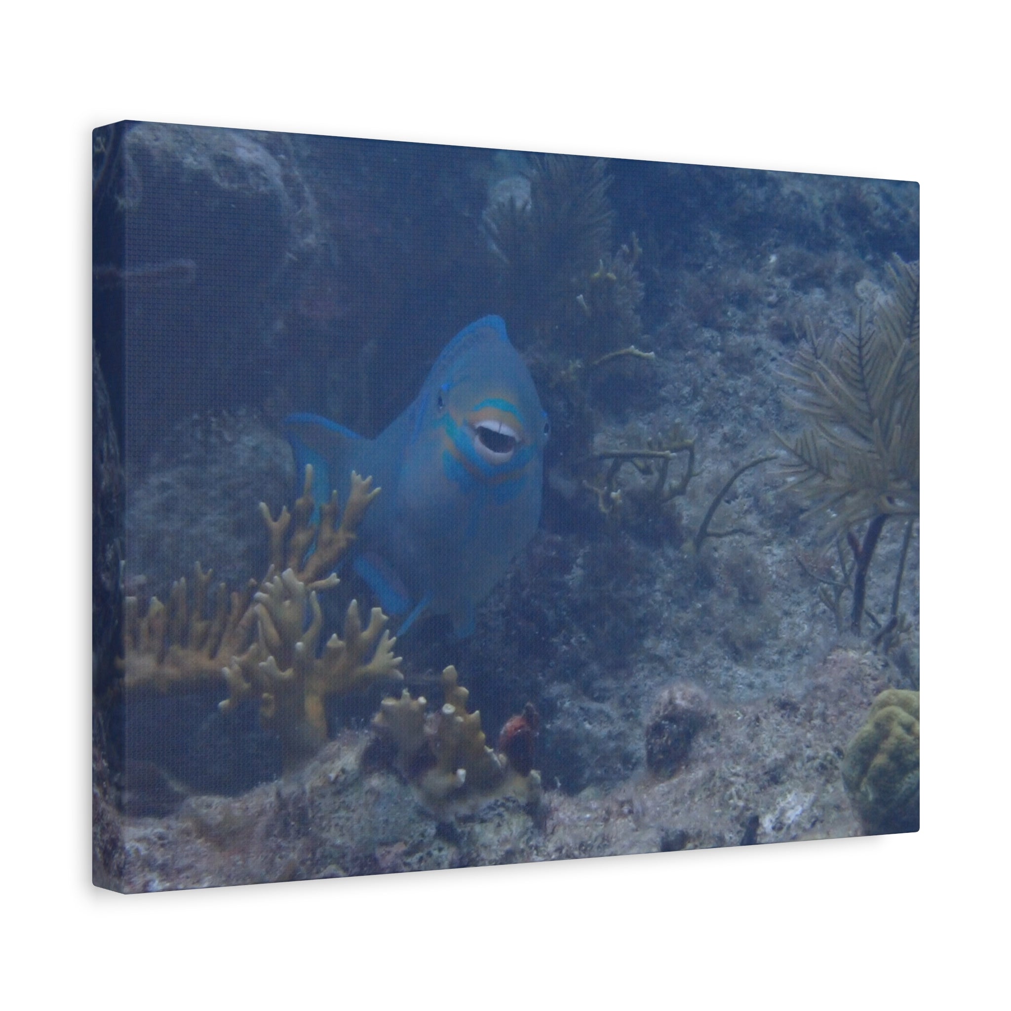 Underwater Parrotfish Canvas Print — Tropical Reef Wall Art
