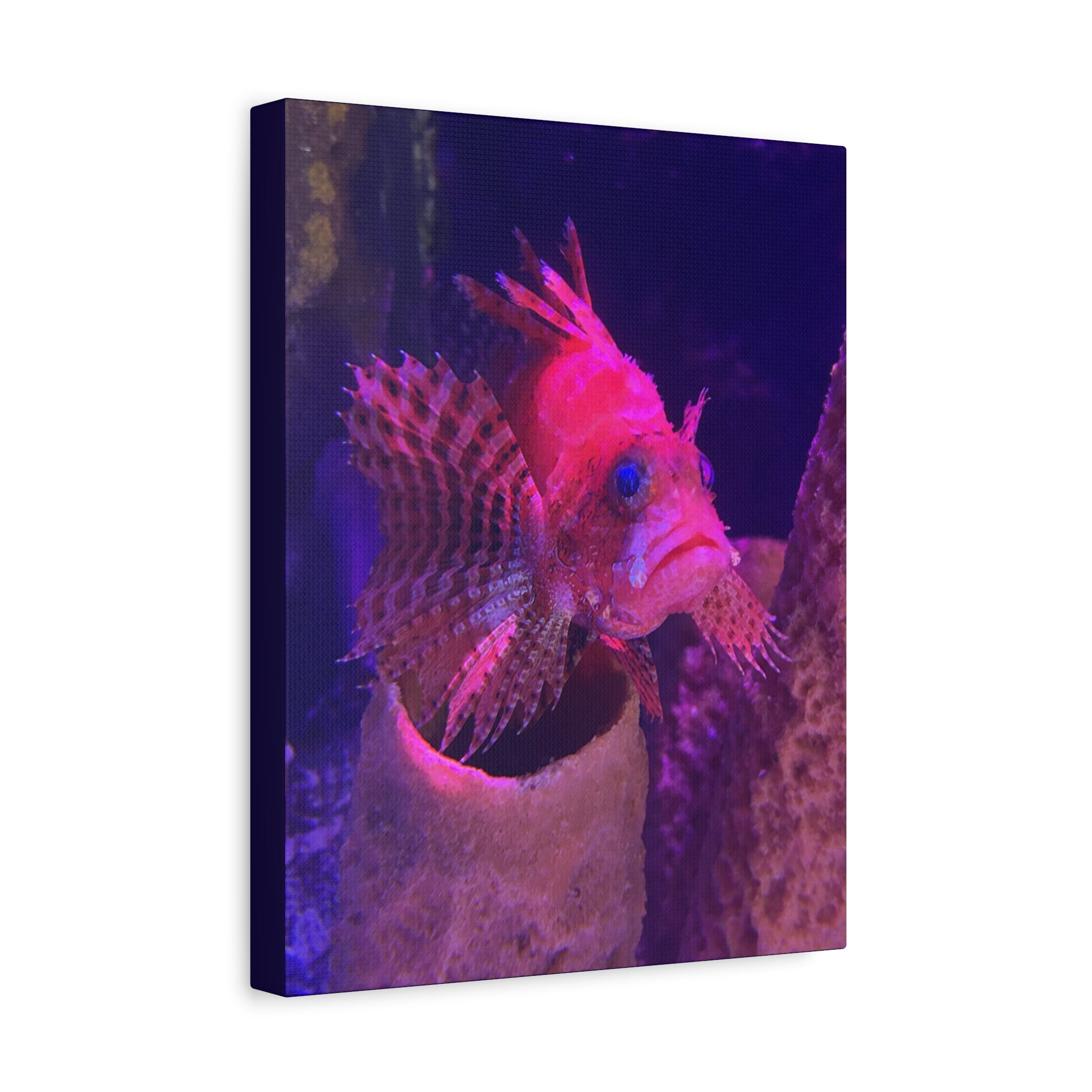 Fuzzy Dwarf Lionfish Canvas Print — Vibrant Marine Wall Art (1.25" Stretched)