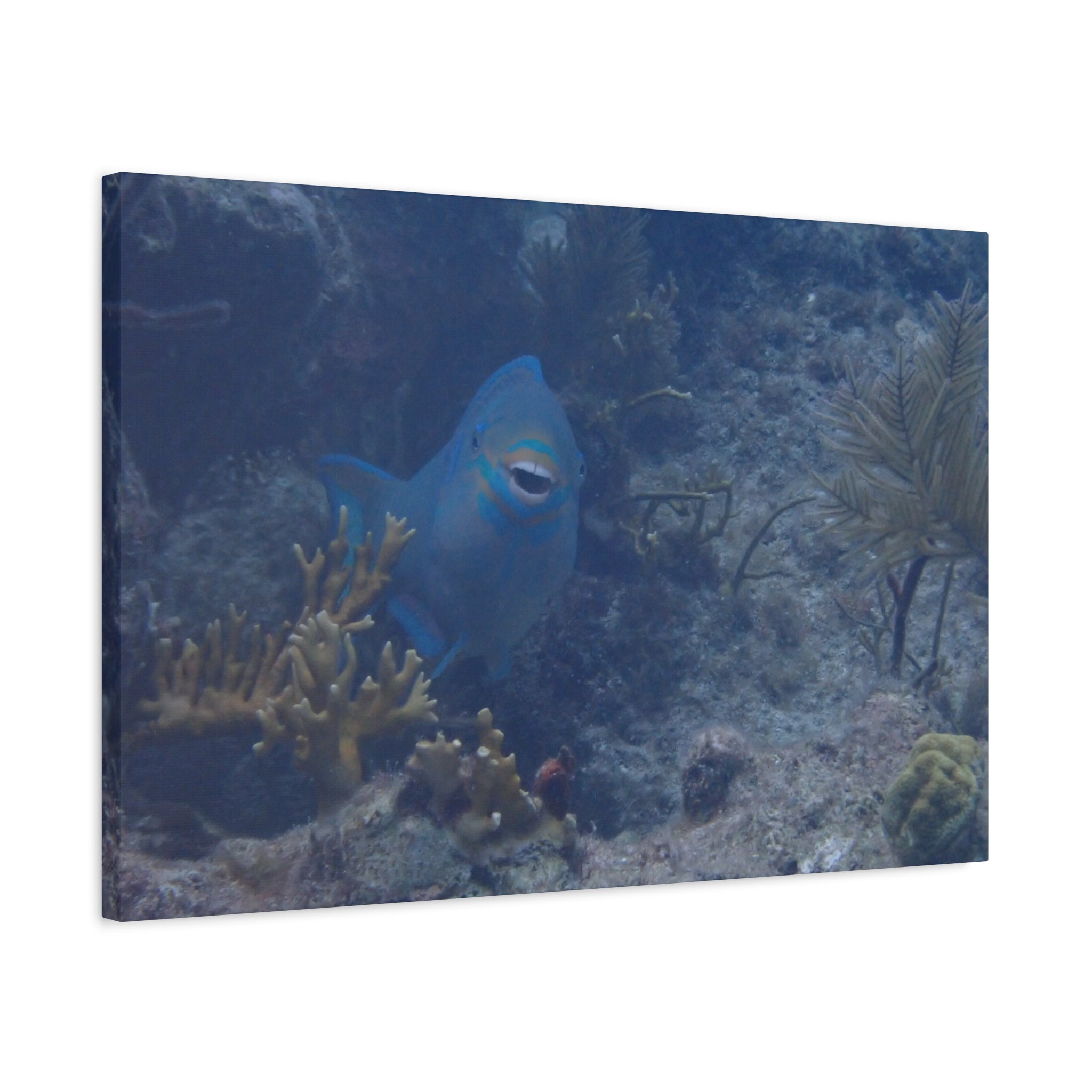 Underwater Parrotfish Canvas Print — Tropical Reef Wall Art