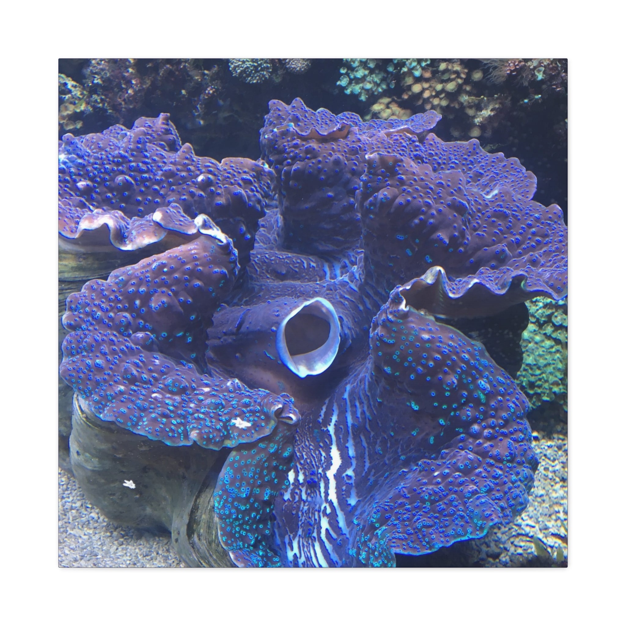 Blue Tridacna Clam Matte Canvas Print — Vibrant Ocean Coral Wall Art