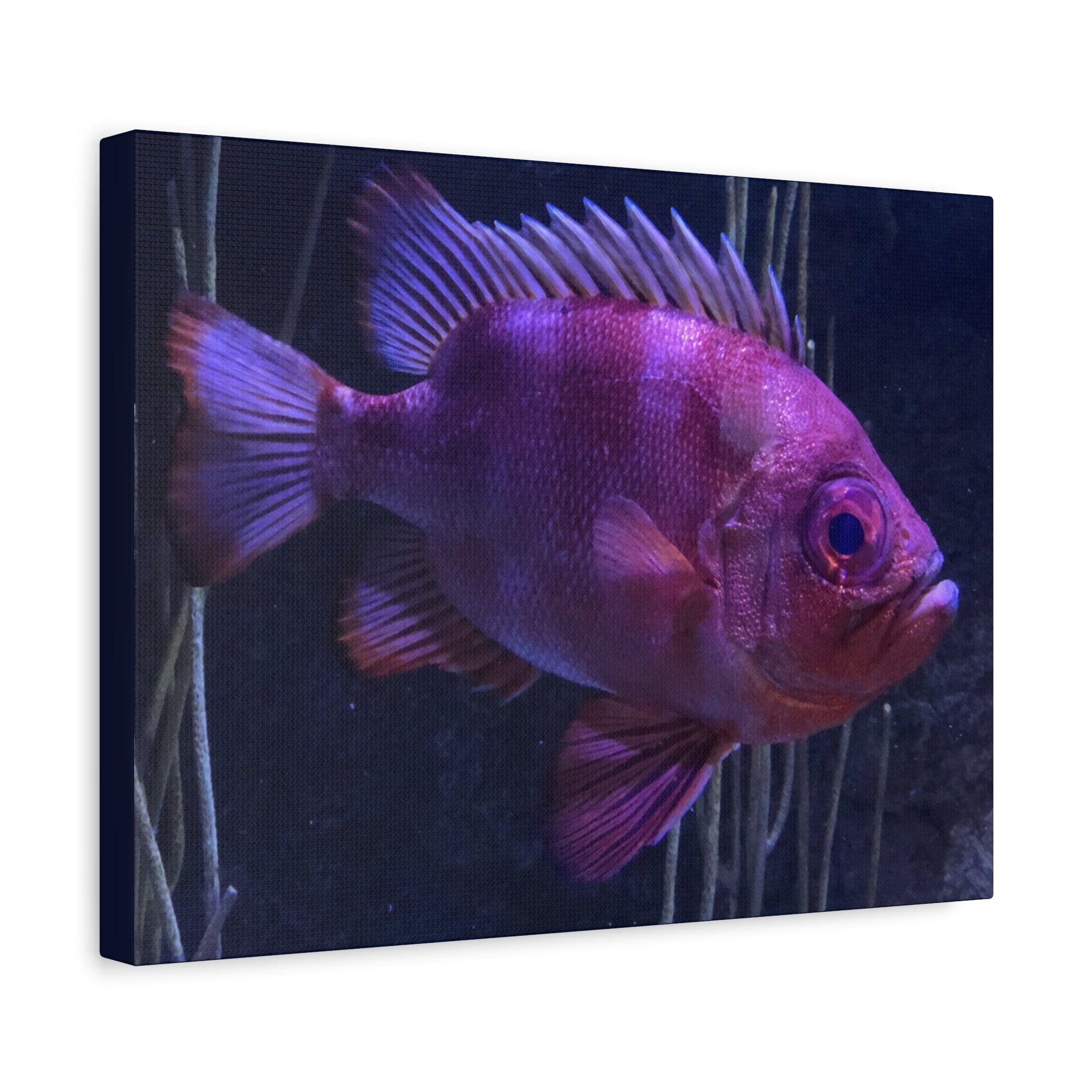 Popeye Catalufa Canvas Print — Vibrant Ocean Wall Art