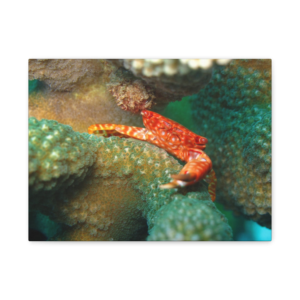 Coral Reef Crab Matte Canvas Print — Underwater Marine Wall Art
