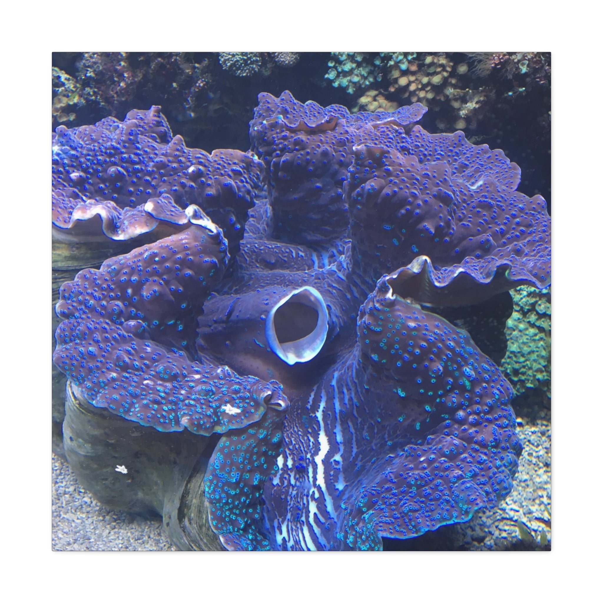 Blue Tridacna Clam Matte Canvas Print — Vibrant Ocean Coral Wall Art