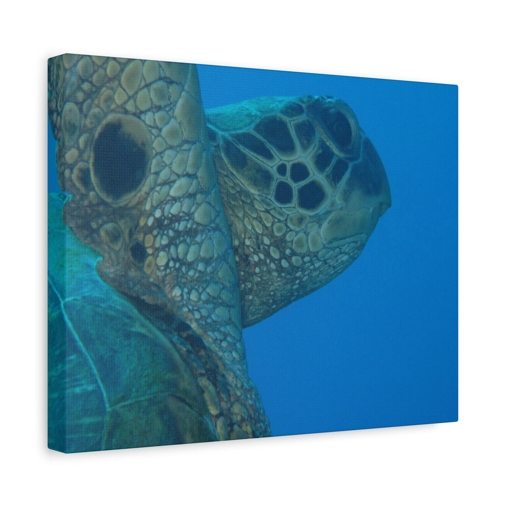 Green Sea Turtle Wall Canvas — Matte Stretched Ocean Photography Art