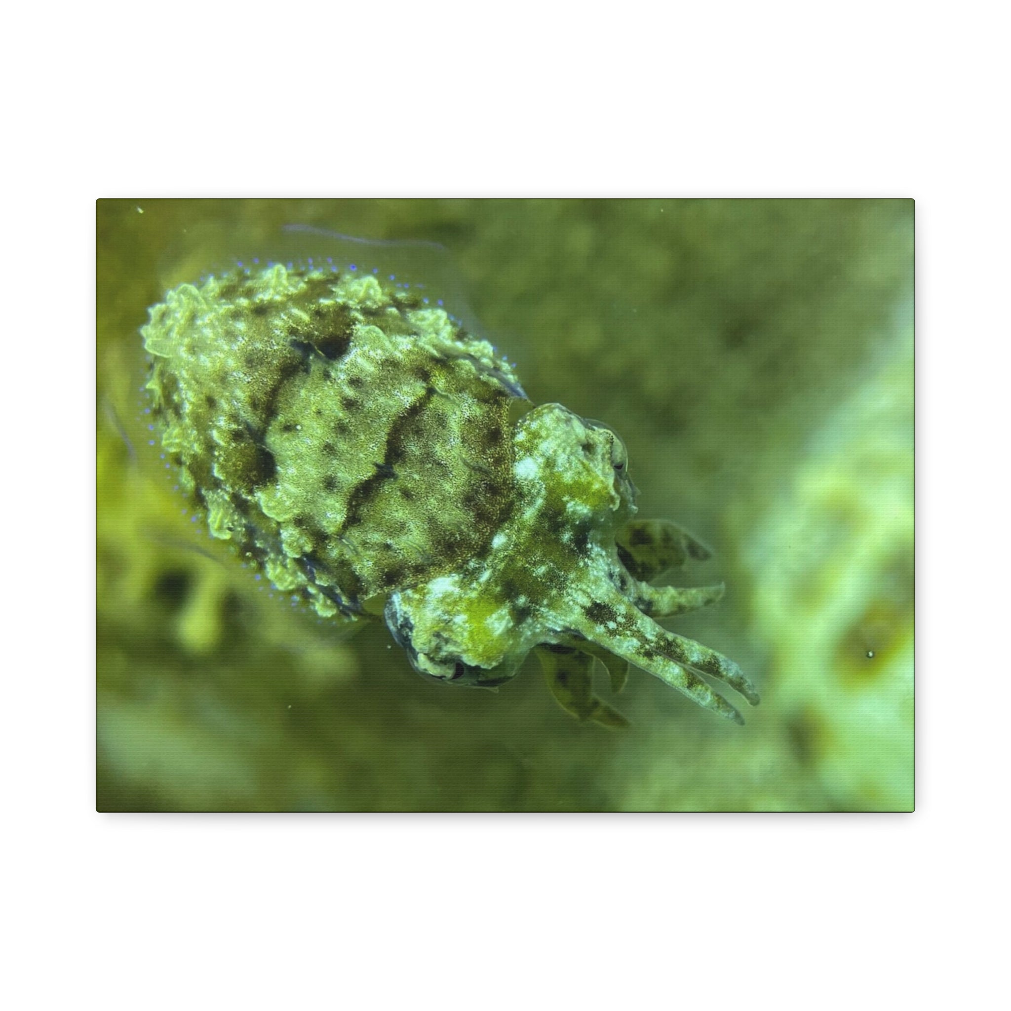 Dwarf Cuttlefish Canvas Print — Matte Stretched Sea Life Wall Art
