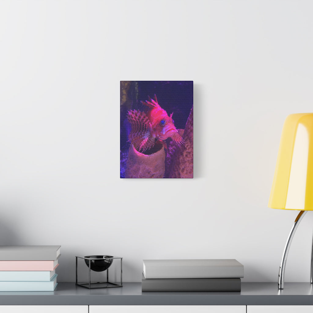 Fuzzy Dwarf Lionfish Canvas Print — Vibrant Marine Wall Art (1.25" Stretched)