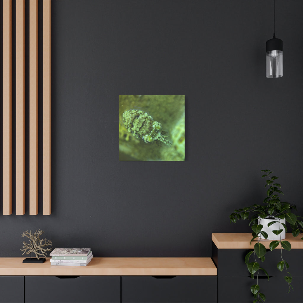 Dwarf Cuttlefish Canvas Print — Matte Stretched Sea Life Wall Art