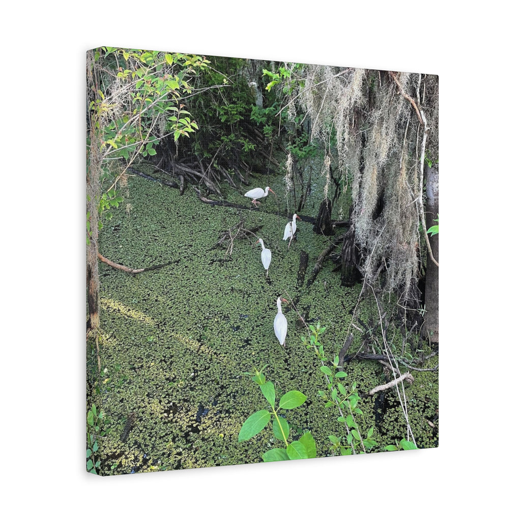 Swamp Egrets Canvas Print — Matte Stretched Nature Wall Art
