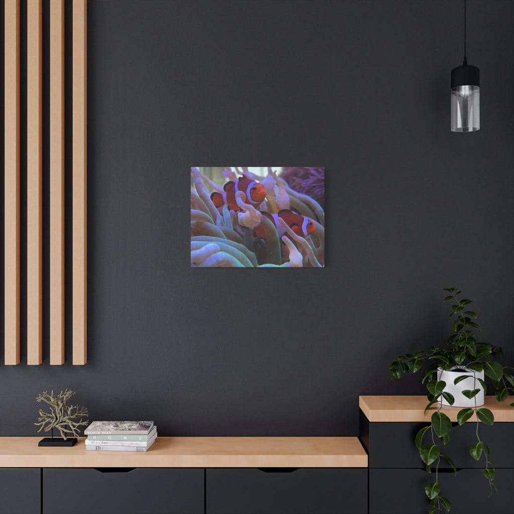 Clownfish Reef Matte Stretched Canvas Wall Art