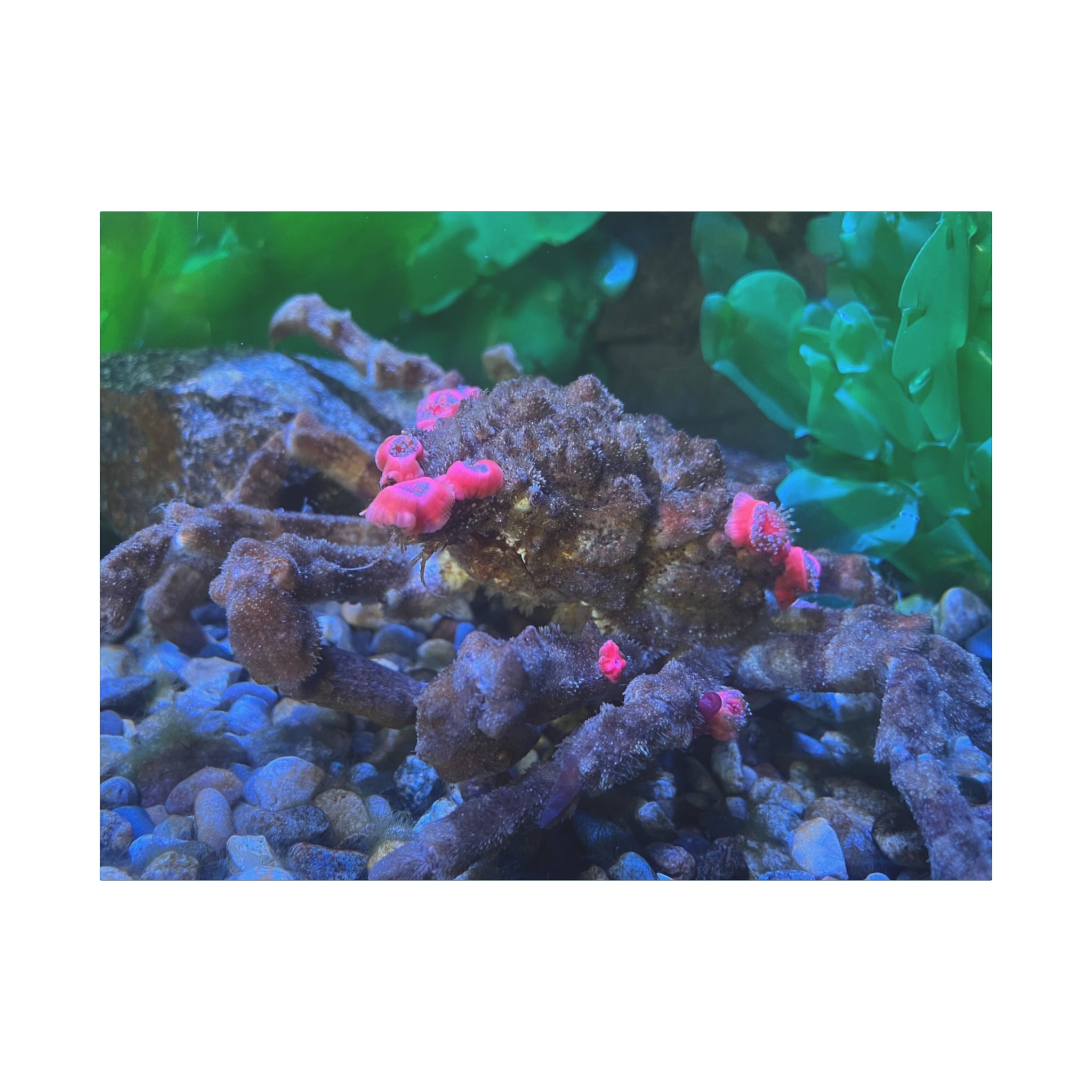 Decorator Crab Canvas Print — Colorful Underwater Art, Matte Stretched 1.25"