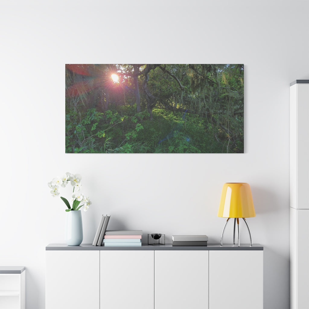 Sunlit Mossy Forest Canvas — Matte Stretched Wall Art