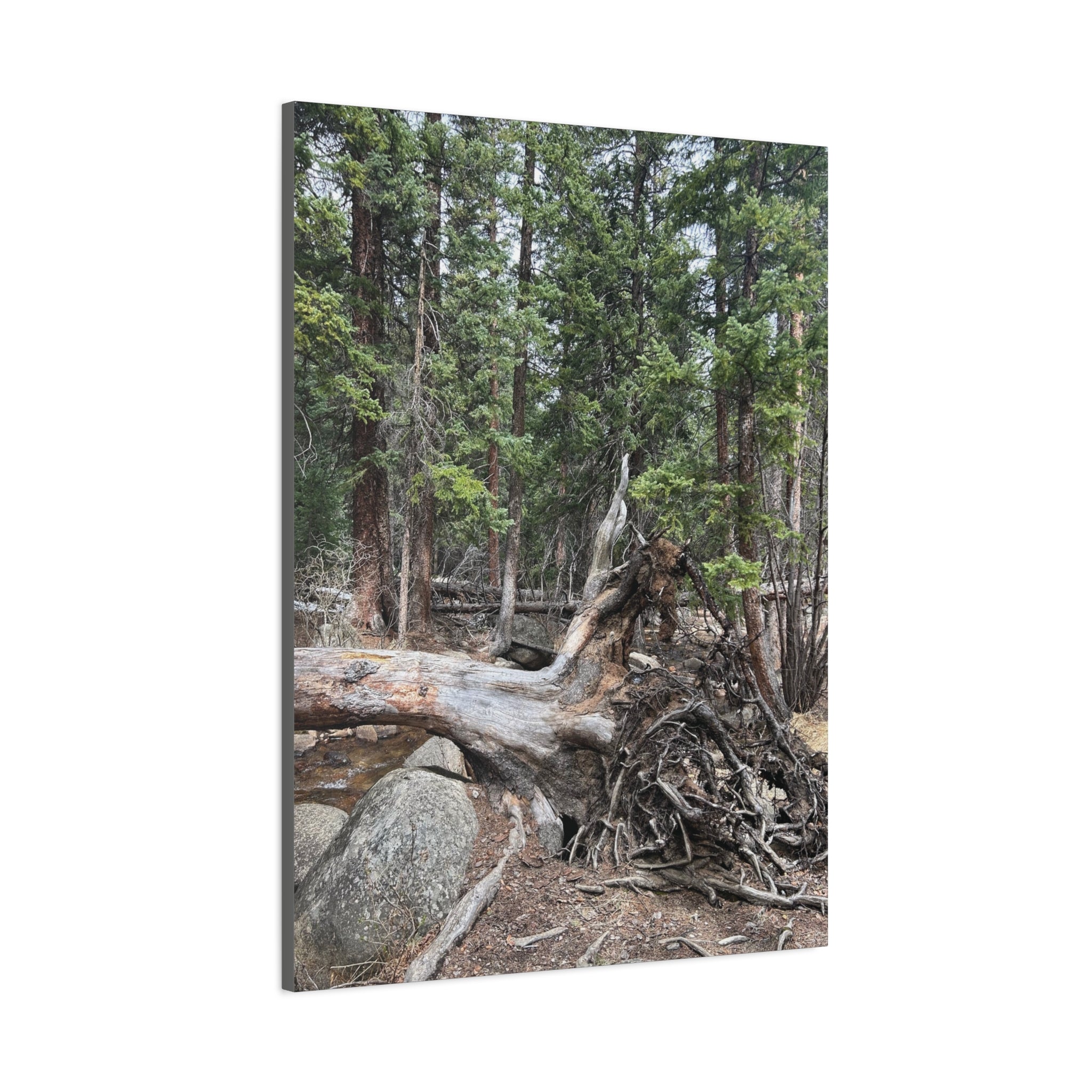 Forest Rootscape Matte Canvas Print — Stretched Wall Art