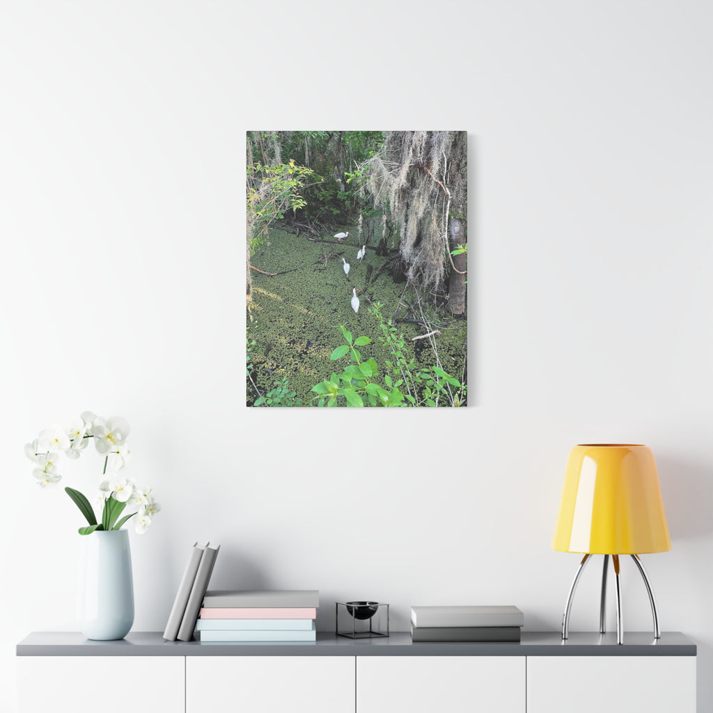 Swamp Egrets Canvas Print — Matte Stretched Nature Wall Art