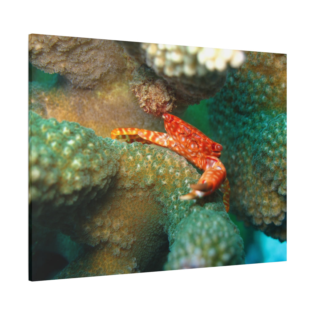 Coral Reef Crab Matte Canvas Print — Underwater Marine Wall Art