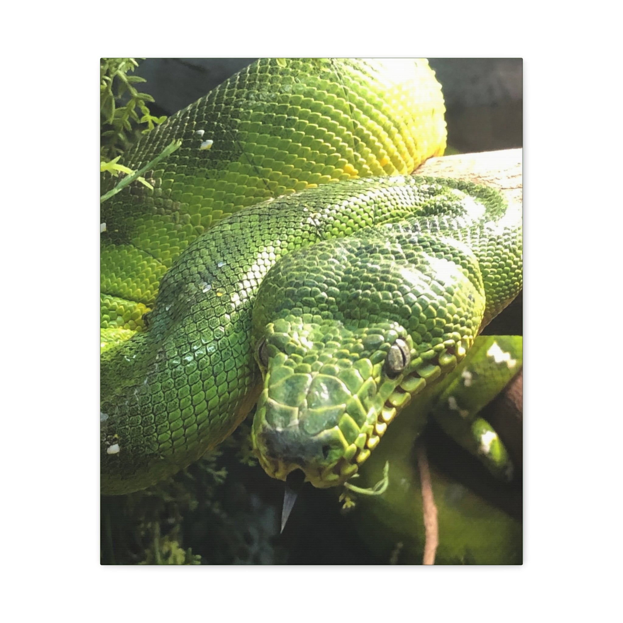 Green Tree Python Canvas Print — Tropical Snake Wall Art (Matte Stretched)
